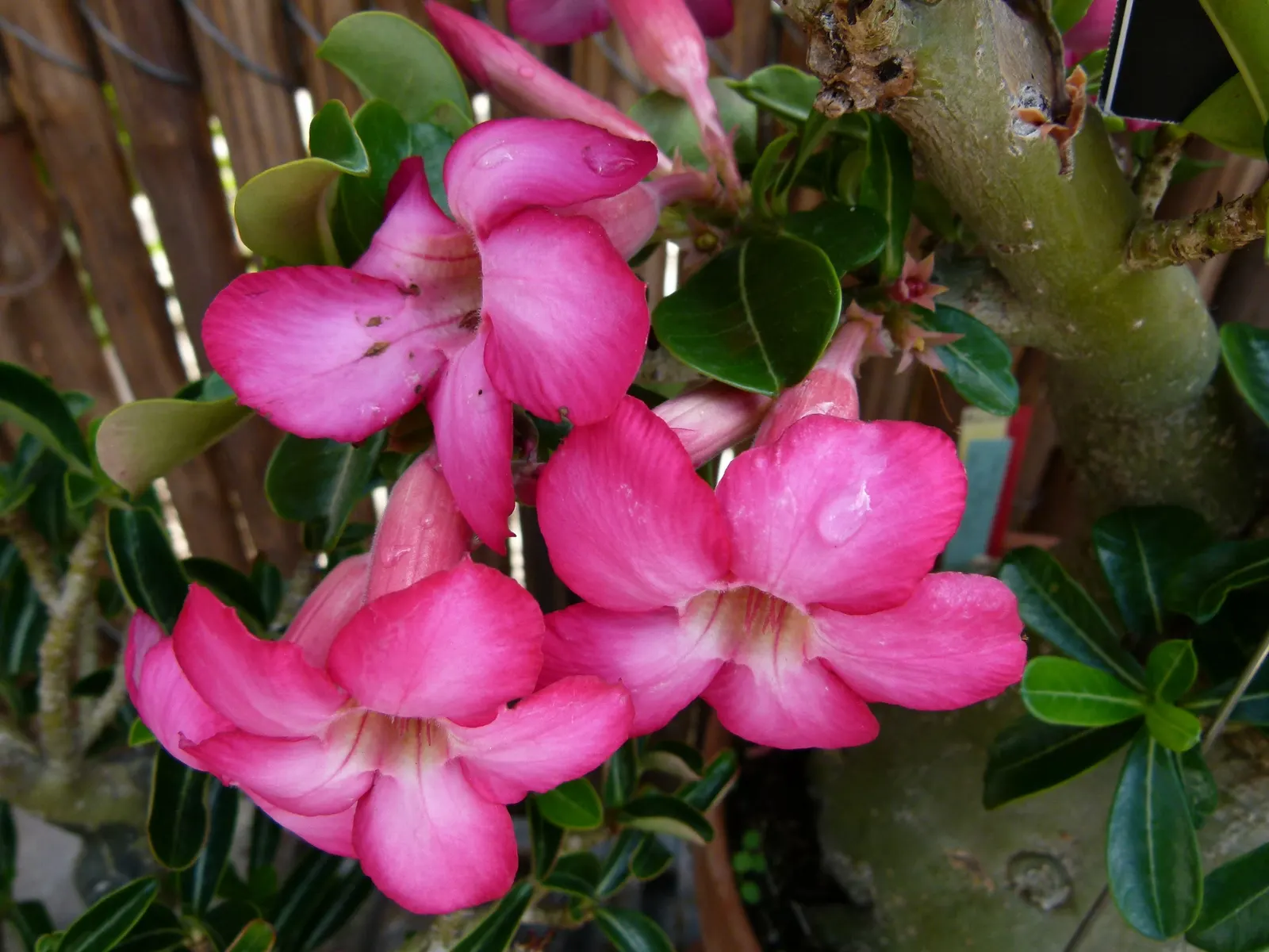 Desert Rose Or Desert Azalea (Adenium Obesum 'Calypso') — or as a container specimen on sunny patios; making it an excellent choice for xeriscaped, image 88