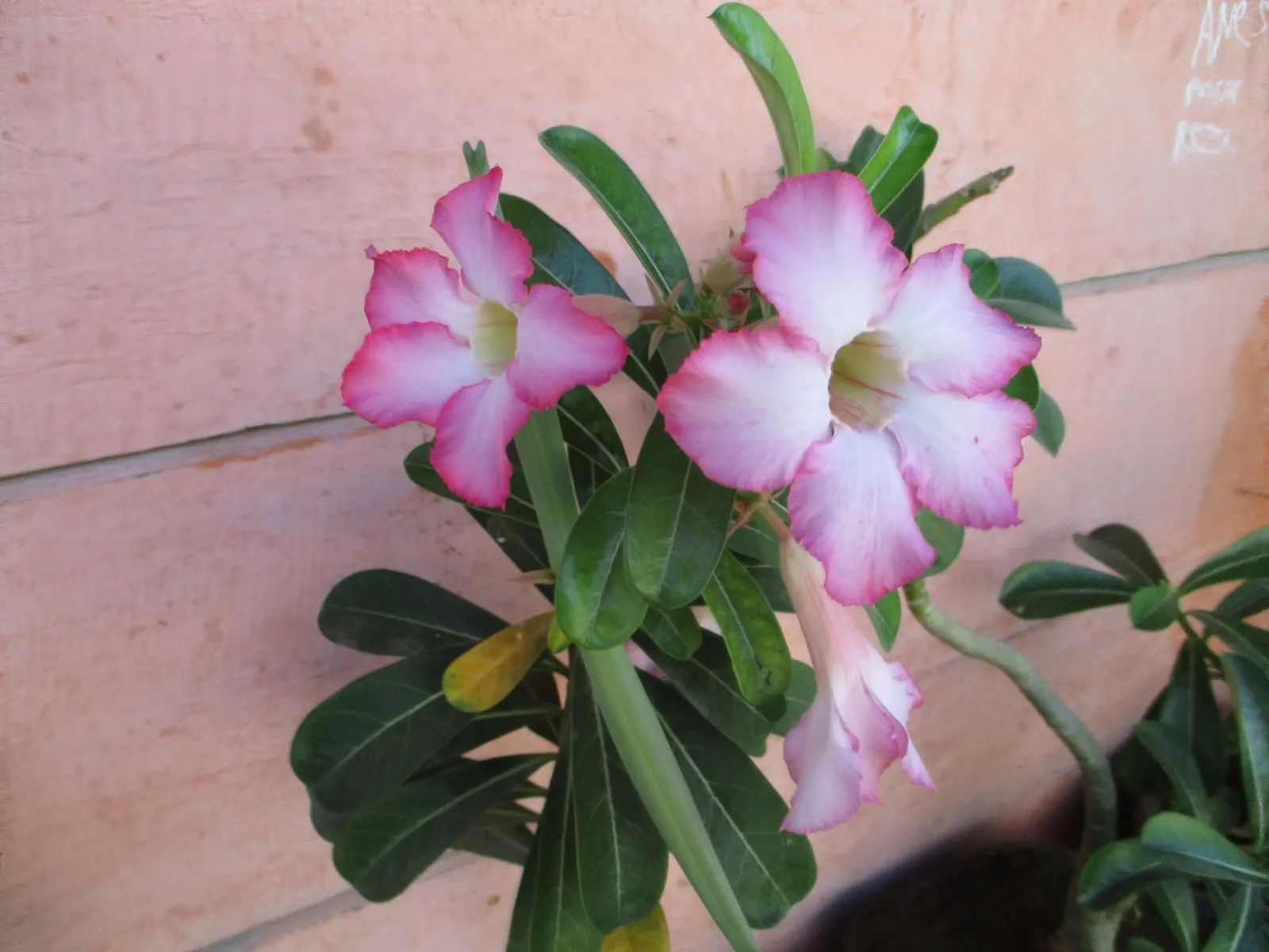 Desert Rose Or Desert Azalea (Adenium Obesum 'Calypso') — shrub / succulent with pink and red blooms; woody trunk that serves as a water reservoir, image 114