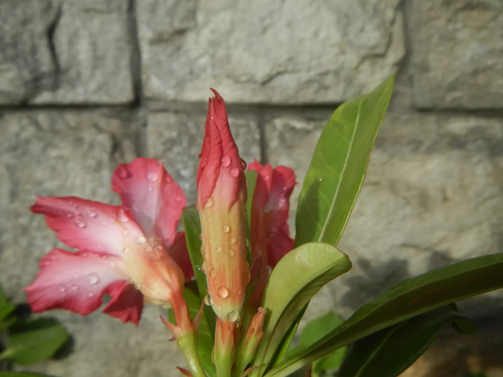 Desert Rose Or Desert Azalea (Adenium Obesum 'Calypso') — This particular cultivar offers a breathtaking floral display; allows the plant to thrive, image 78