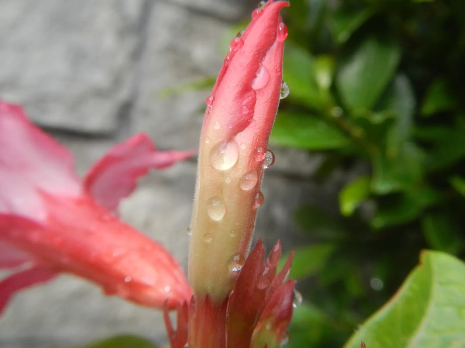 Desert Rose Or Desert Azalea (Adenium Obesum 'Calypso') — peaking during the warmest months.<br><br>The Desert Rose stands out with a distinctive, image 104