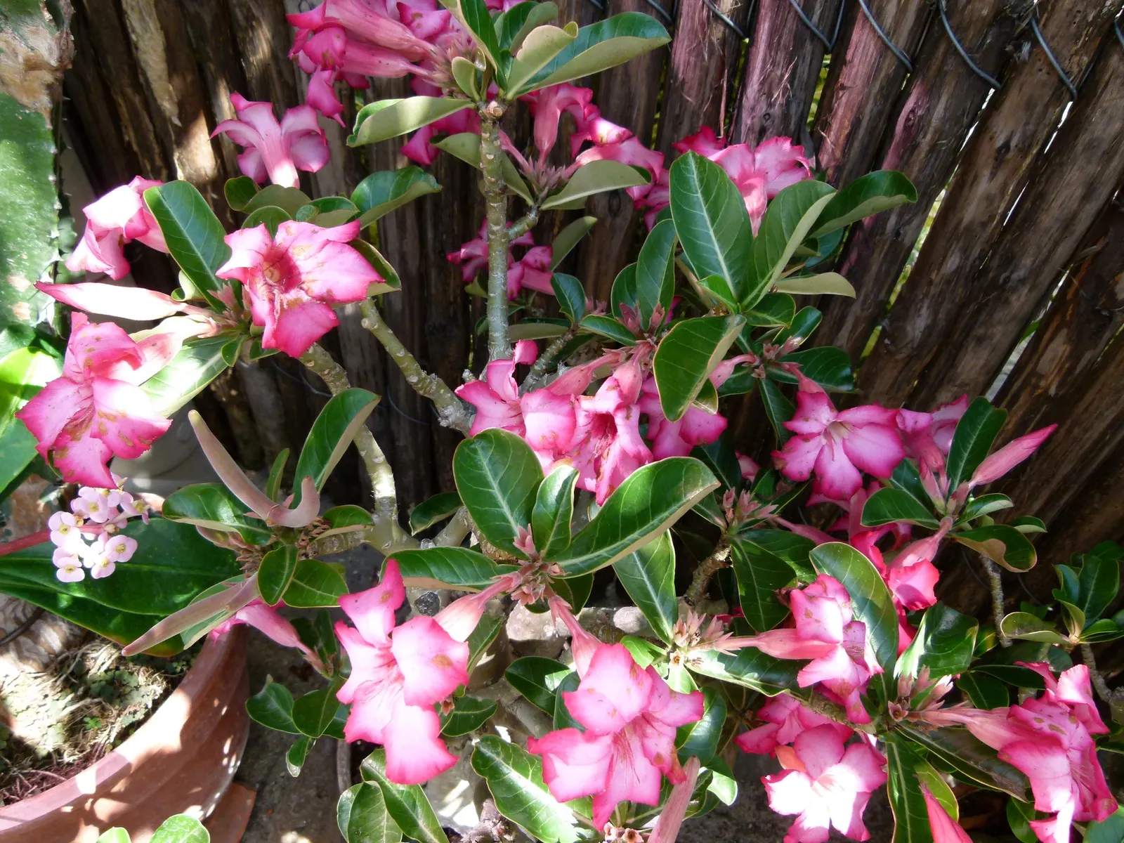 Desert Rose Or Desert Azalea (Adenium Obesum 'Calypso') — allows the plant to thrive in arid conditions; this succulent stands up to 3 feet tall and bears