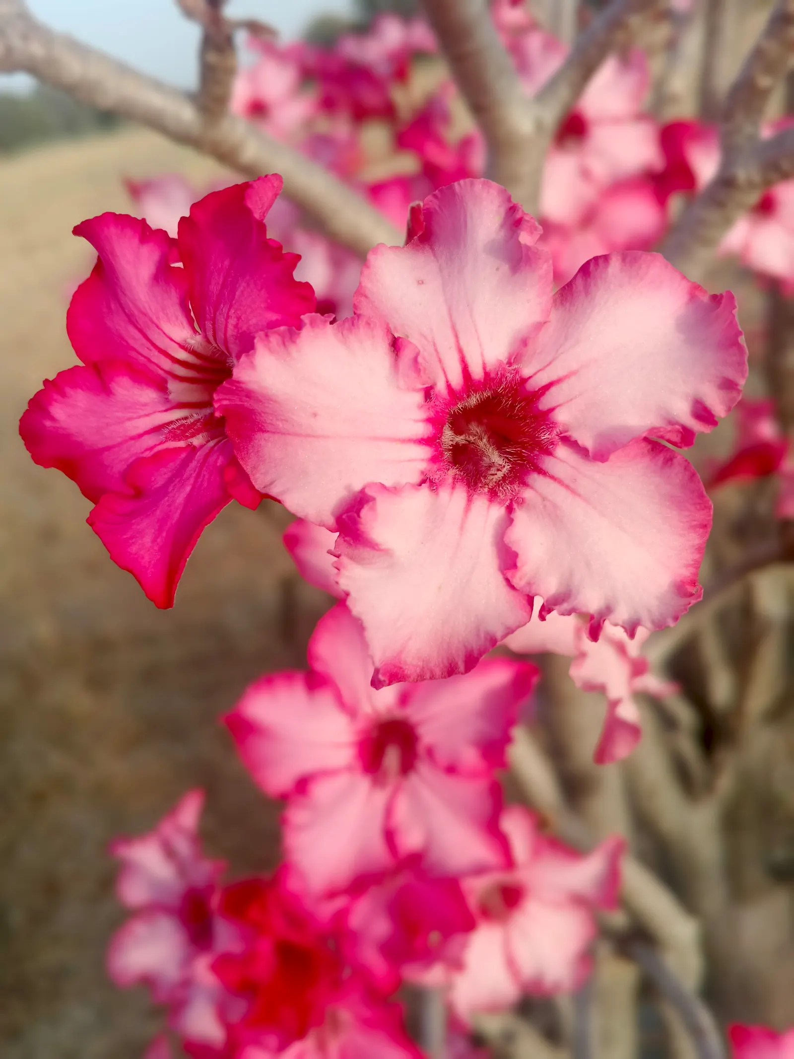 Desert Rose Or Desert Azalea (Adenium Obesum 'Calypso') — features a unique swollen base (caudex) that can reach over 10 inches in diameter; these, image 94