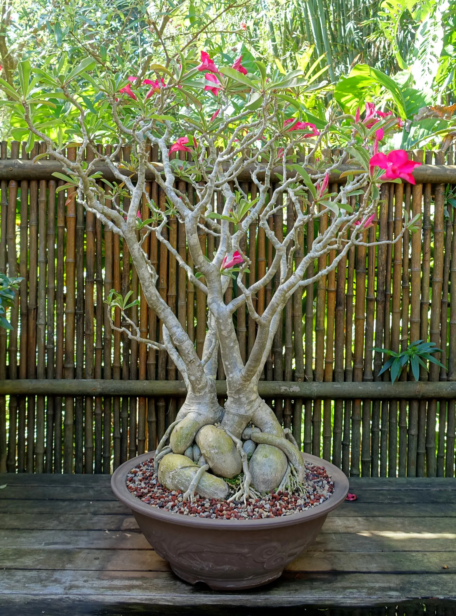 Desert Rose Or Desert Azalea (Adenium Obesum 'Calypso') — is a striking succulent shrub renowned for its sculptural form and vibrant flowers; commonly known as
