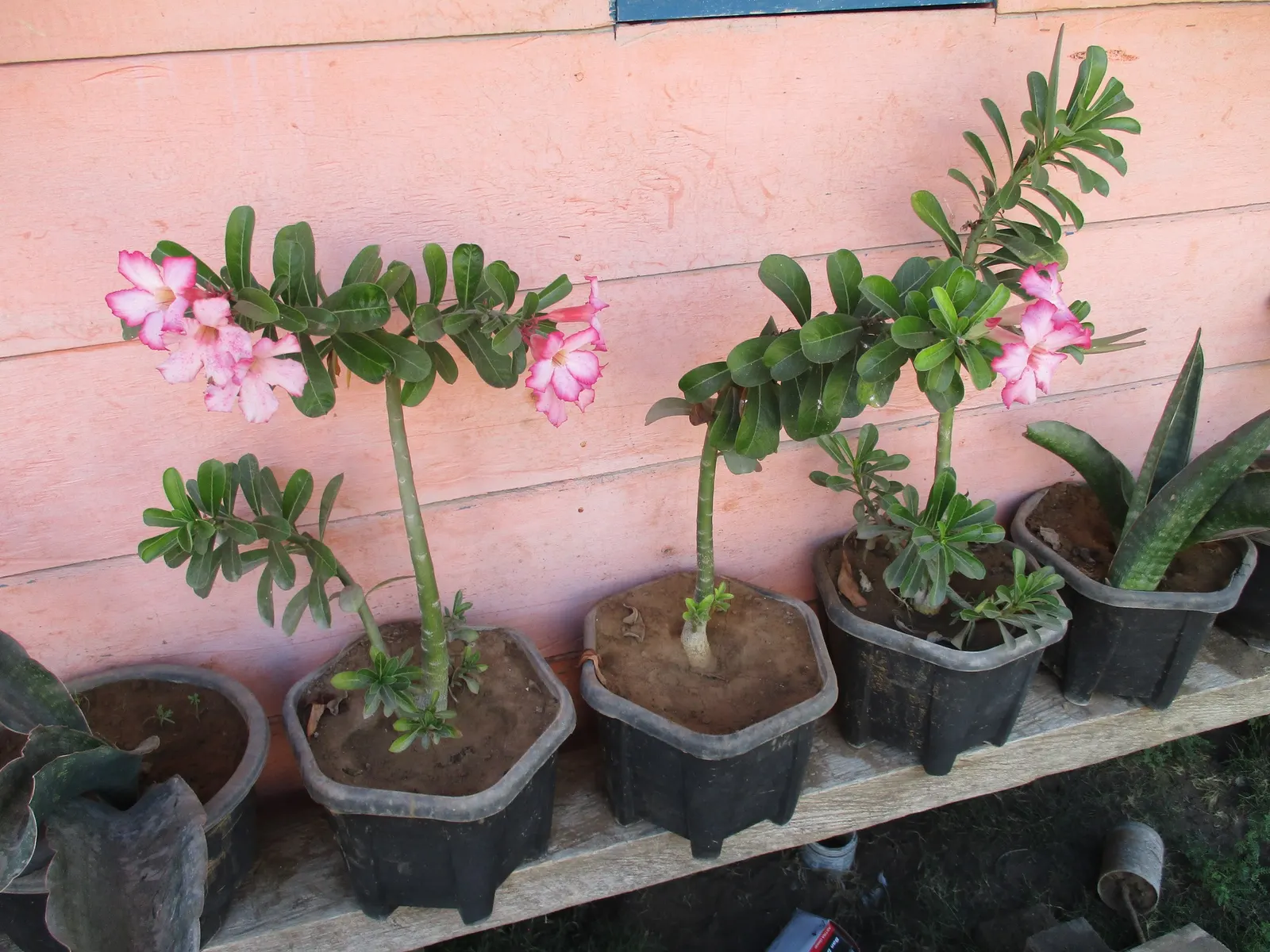 Desert Rose Or Desert Azalea (Adenium Obesum 'Calypso') — which contrast its glossy; this particular cultivar offers a breathtaking floral display, image 120
