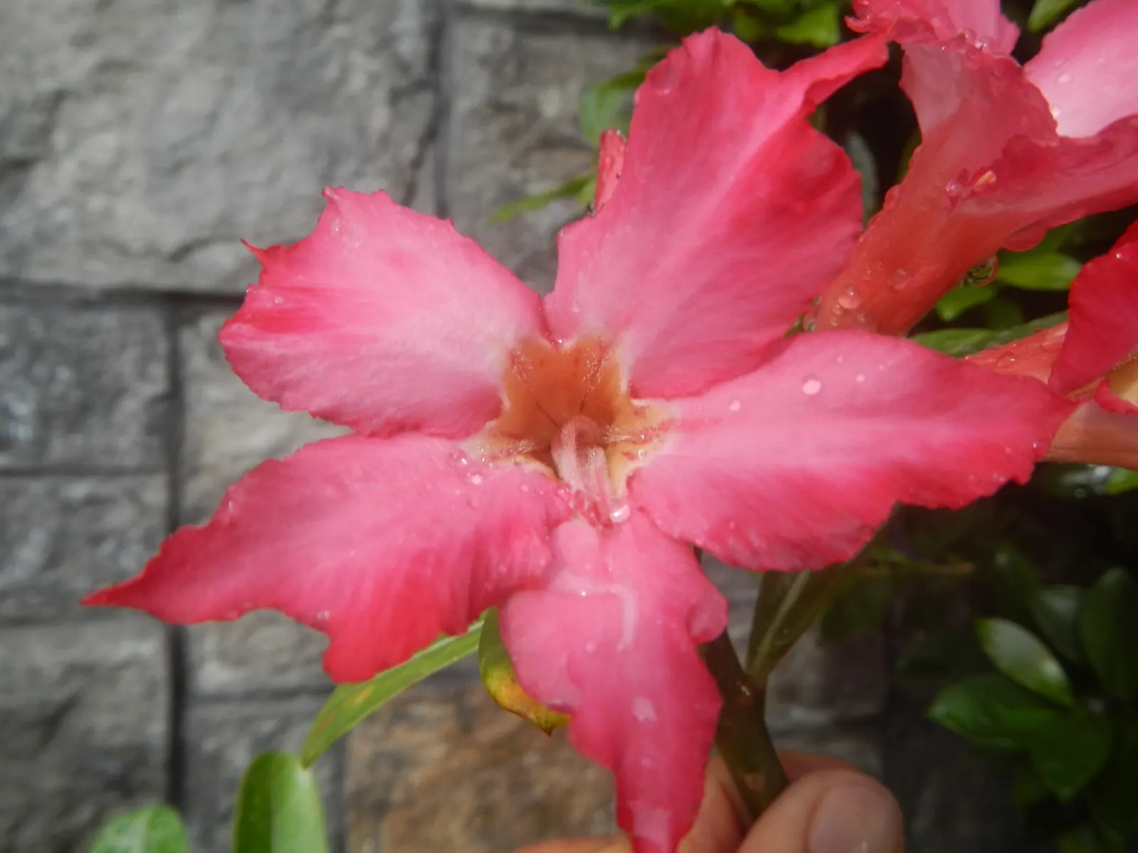 Desert Rose Or Desert Azalea (Adenium Obesum 'Calypso') — woody trunk that serves as a water reservoir during periods of drought; or as a container, image 128