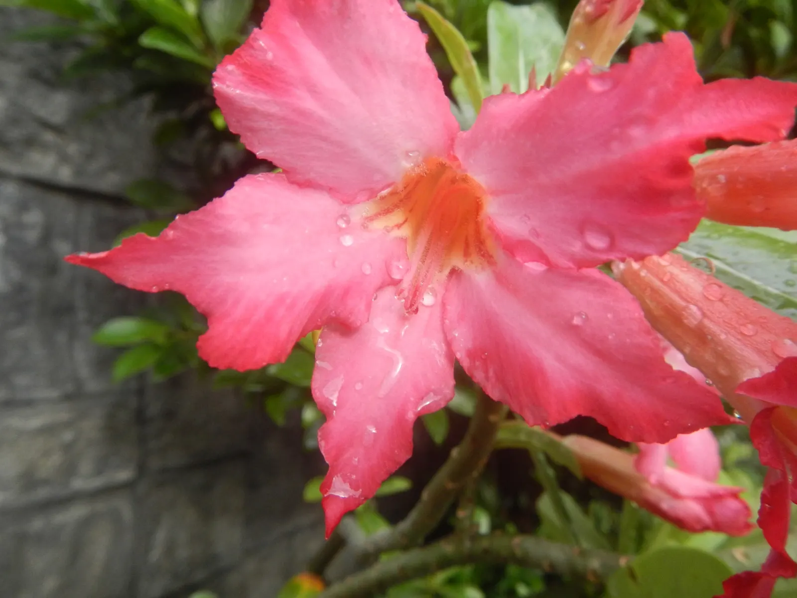 Desert Rose Or Desert Azalea (Adenium Obesum 'Calypso') — features a unique swollen base (caudex) that can reach over 10 inches in diameter; these, image 117