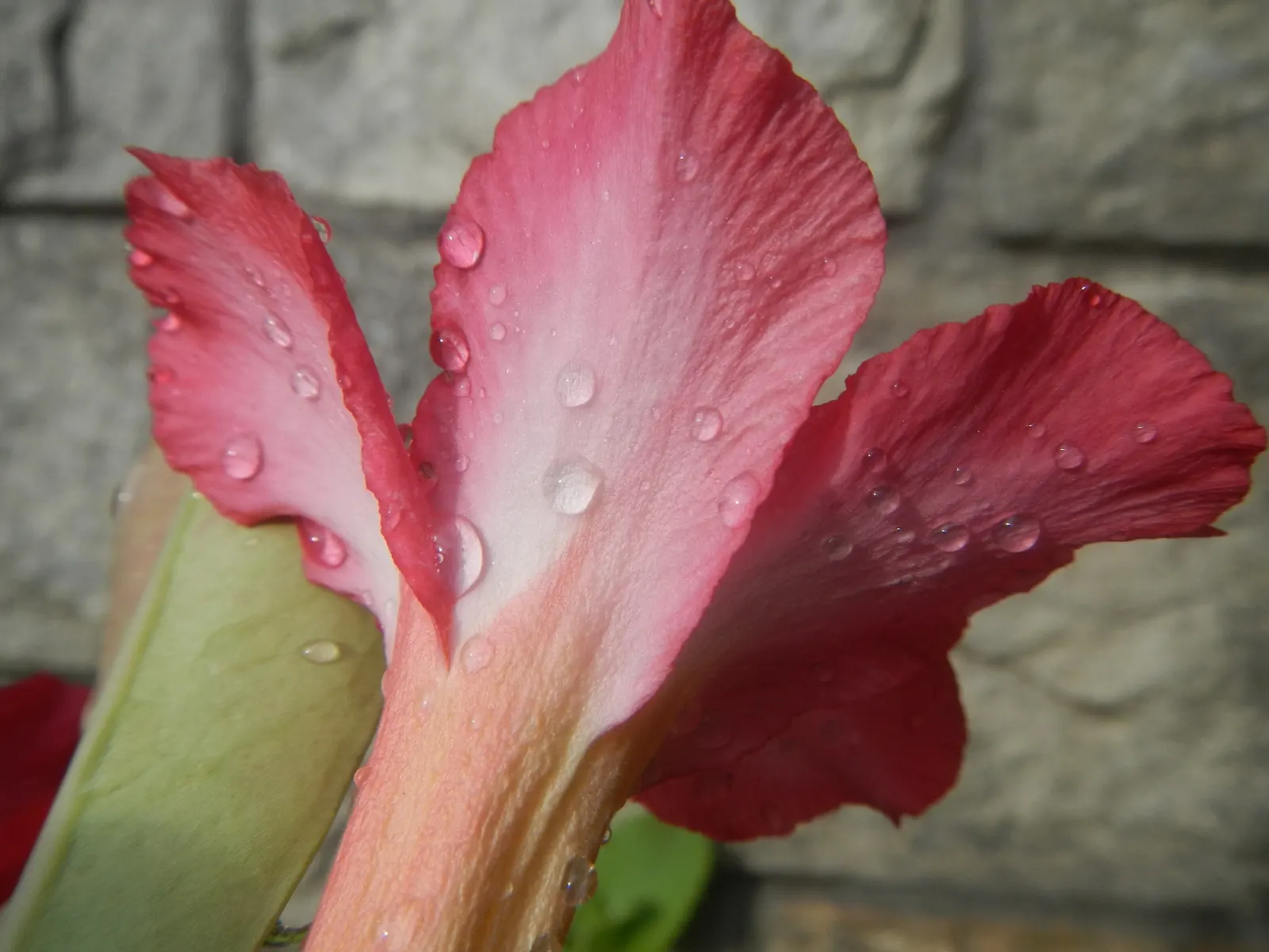 Desert Rose Or Desert Azalea (Adenium Obesum 'Calypso') — which contrast its glossy; this particular cultivar offers a breathtaking floral display, image 97