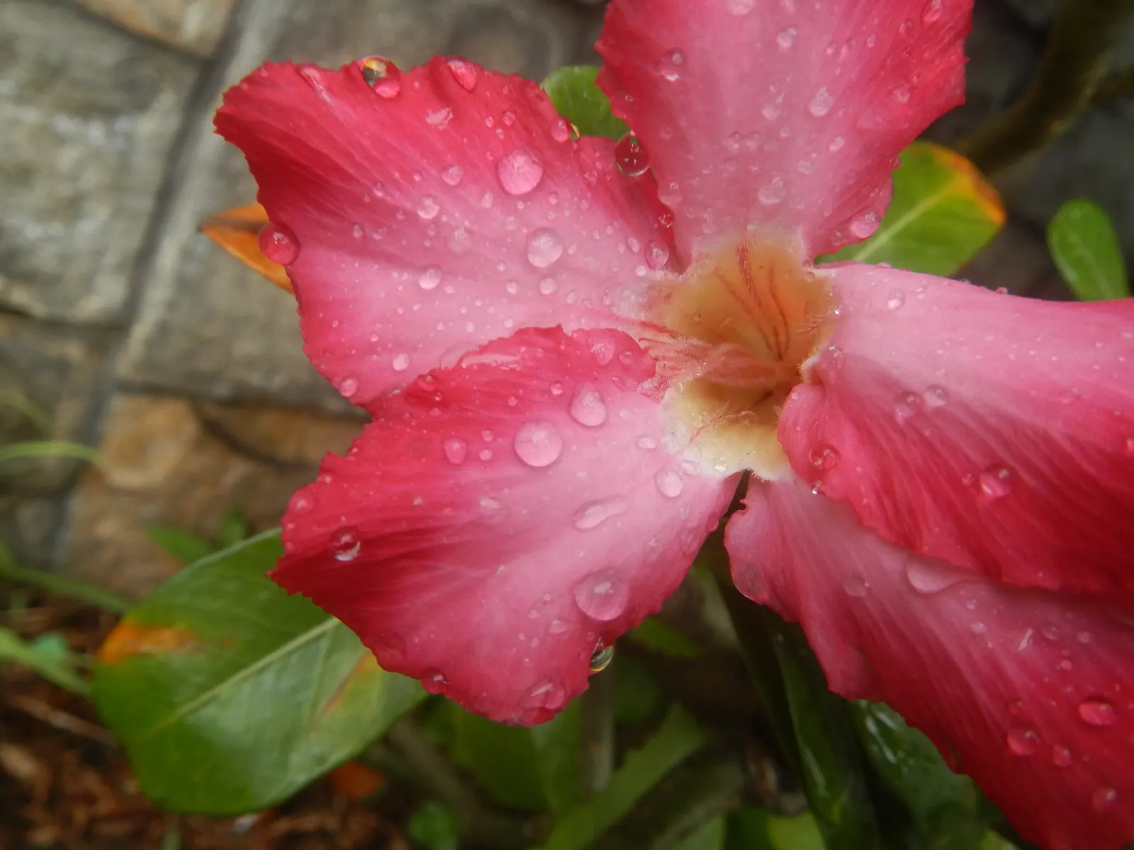 Desert Rose Or Desert Azalea (Adenium Obesum 'Calypso') — with trumpet-shaped blooms that boast a vivid pink to red hue with a sultry dark throat, image 79