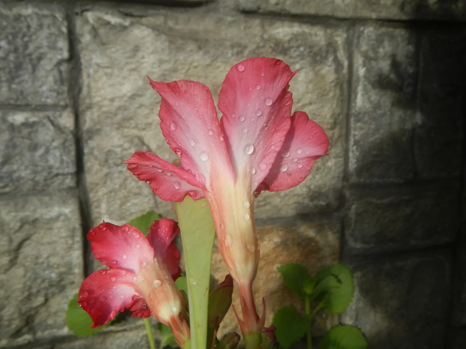 Desert Rose Or Desert Azalea (Adenium Obesum 'Calypso') — Remember to handle with care, as the sap is toxic if ingested and may cause skin, image 112