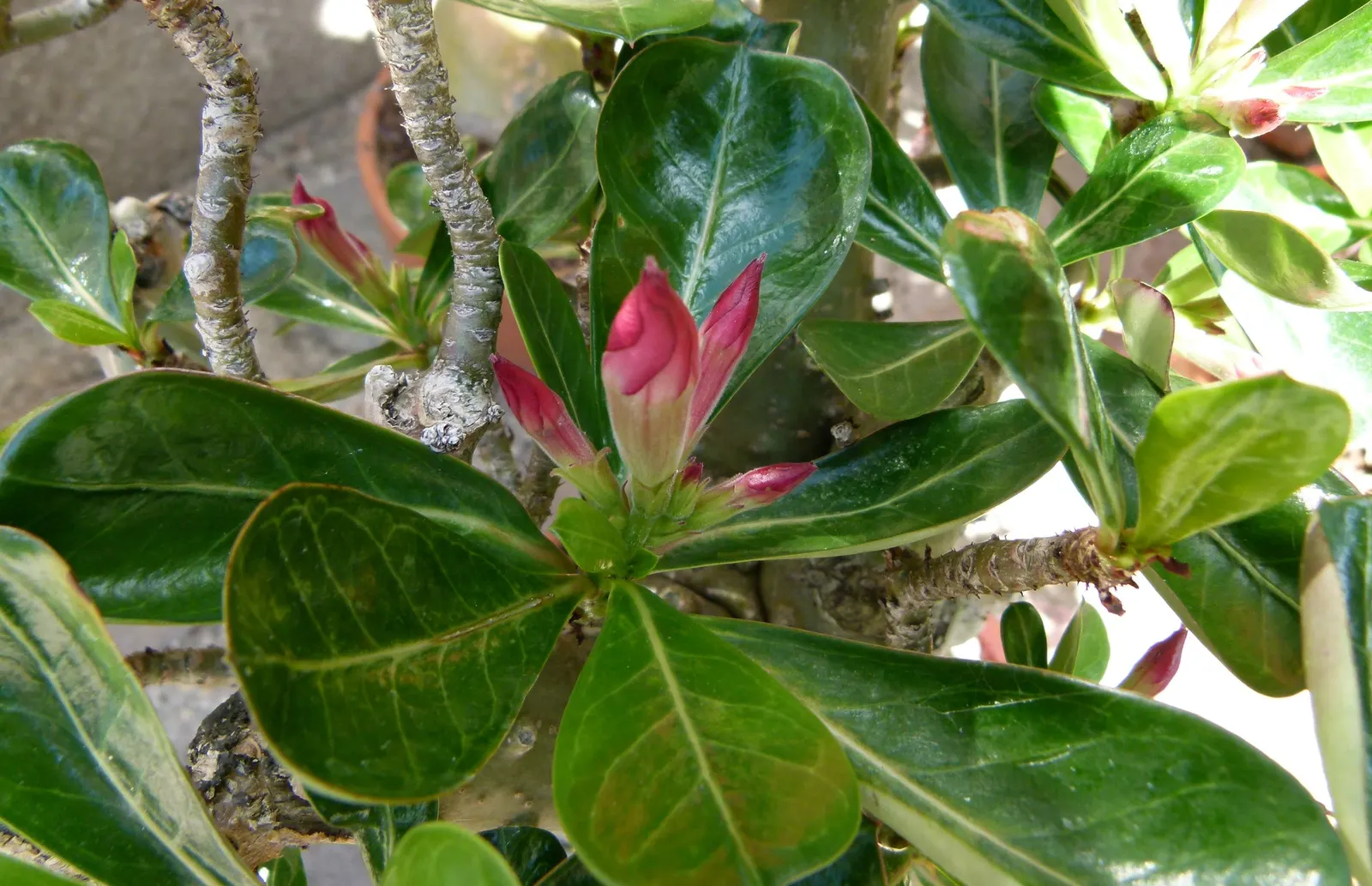 Desert Rose Or Desert Azalea (Adenium Obesum 'Calypso') — making it an excellent choice for xeriscaped gardens; with trumpet-shaped blooms that, image 61