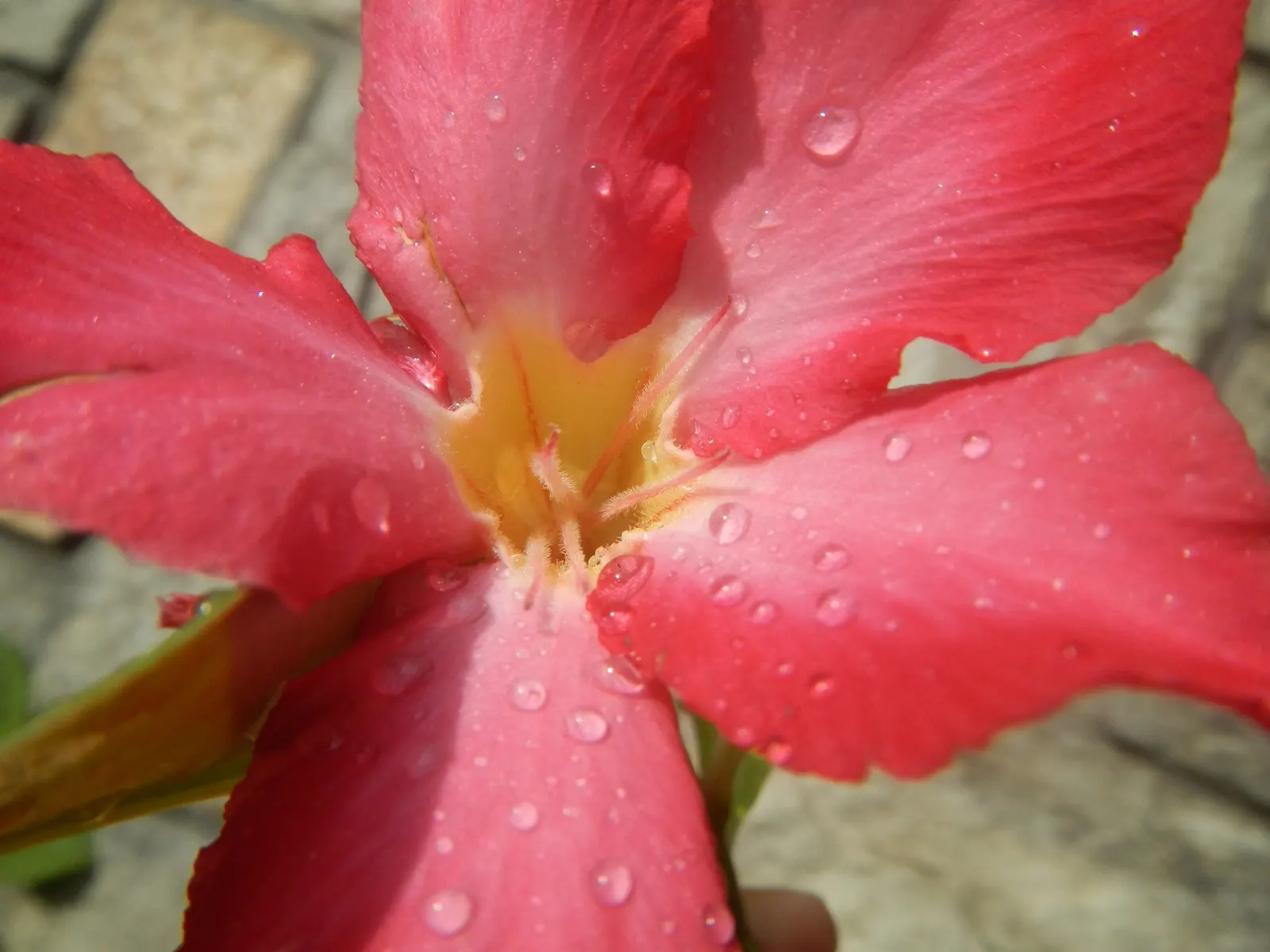 Desert Rose Or Desert Azalea (Adenium Obesum 'Calypso') — with trumpet-shaped blooms that boast a vivid pink to red hue with a sultry dark throat, image 102