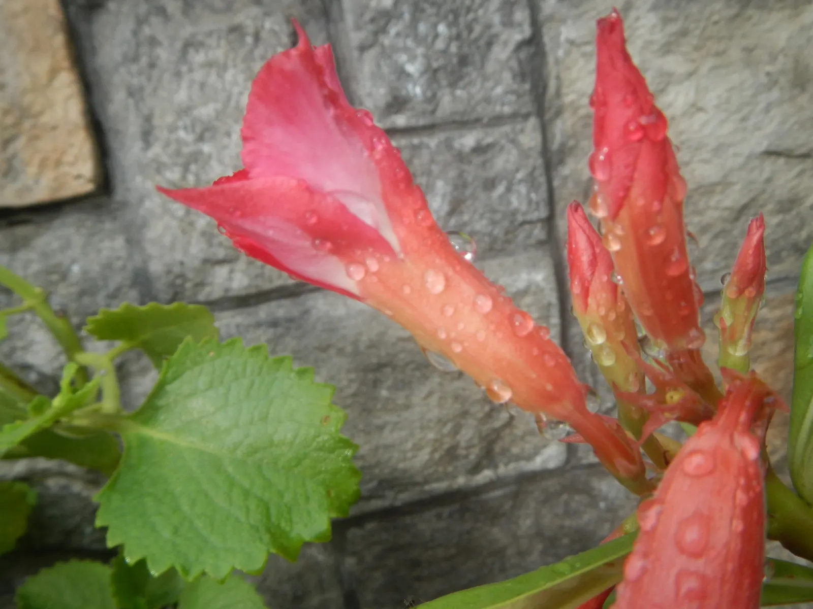 Desert Rose Or Desert Azalea (Adenium Obesum 'Calypso') — allows the plant to thrive in arid conditions; this succulent stands up to 3 feet tall, image 83
