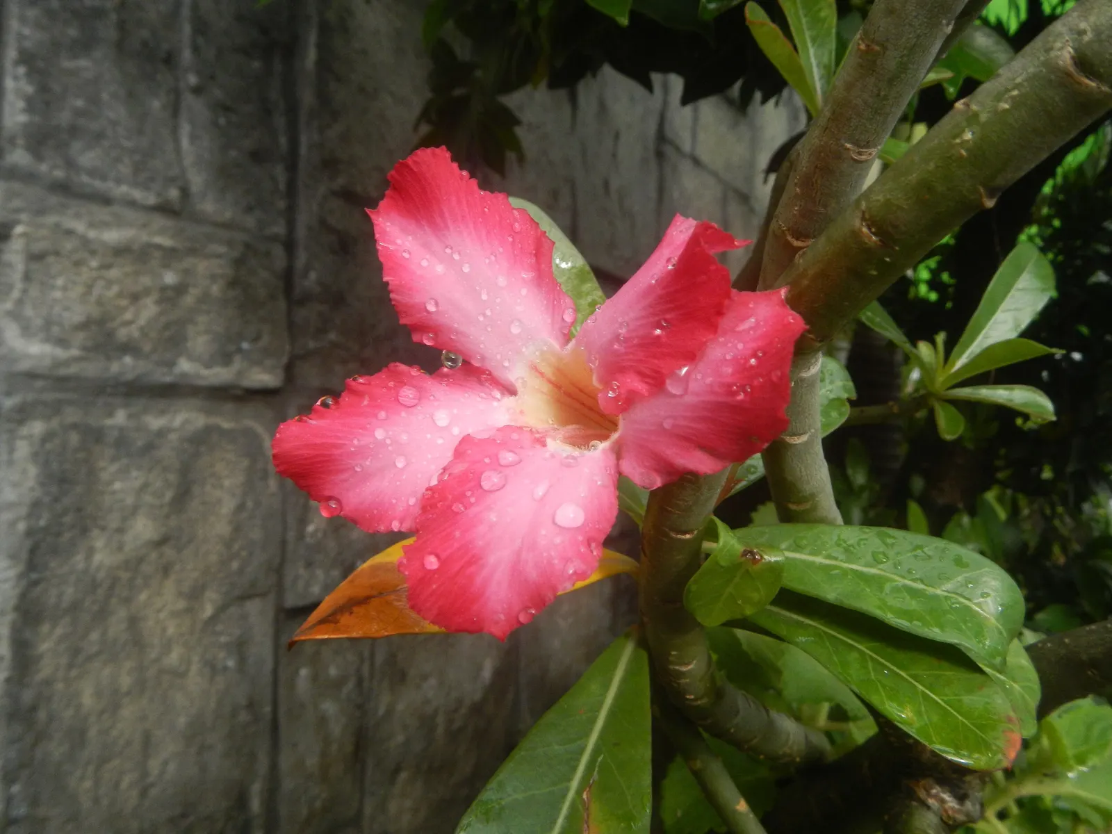Desert Rose Or Desert Azalea (Adenium Obesum 'Calypso') — pink and red flowers in the garden; ideal for xeriscaping in USDA zones 10-12, it requires, image 67