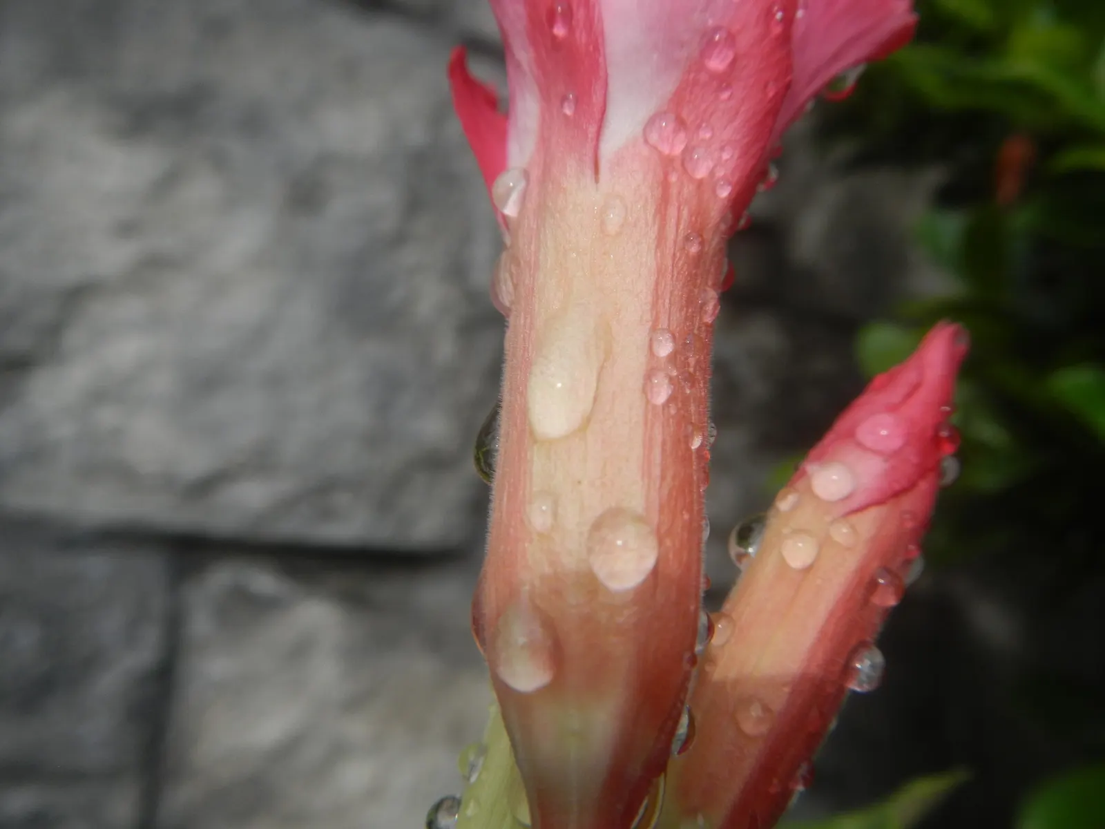Desert Rose Or Desert Azalea (Adenium Obesum 'Calypso') — commonly known as Desert Rose; each spanning up to 2 inches, image 70
