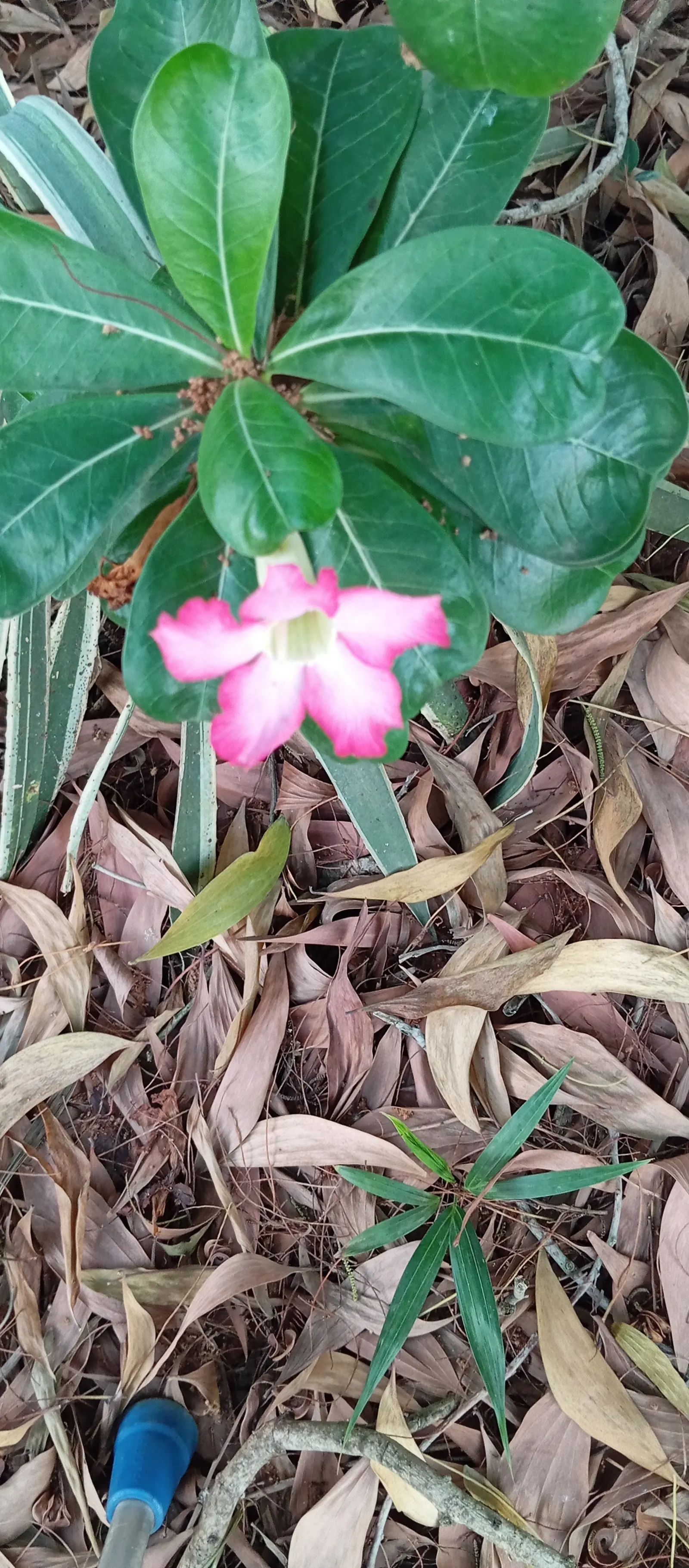 Desert Rose Or Desert Azalea (Adenium Obesum 'Calypso') — These flowers can reach a diameter of up to 2 inches and typically bloom from late spring, image 126