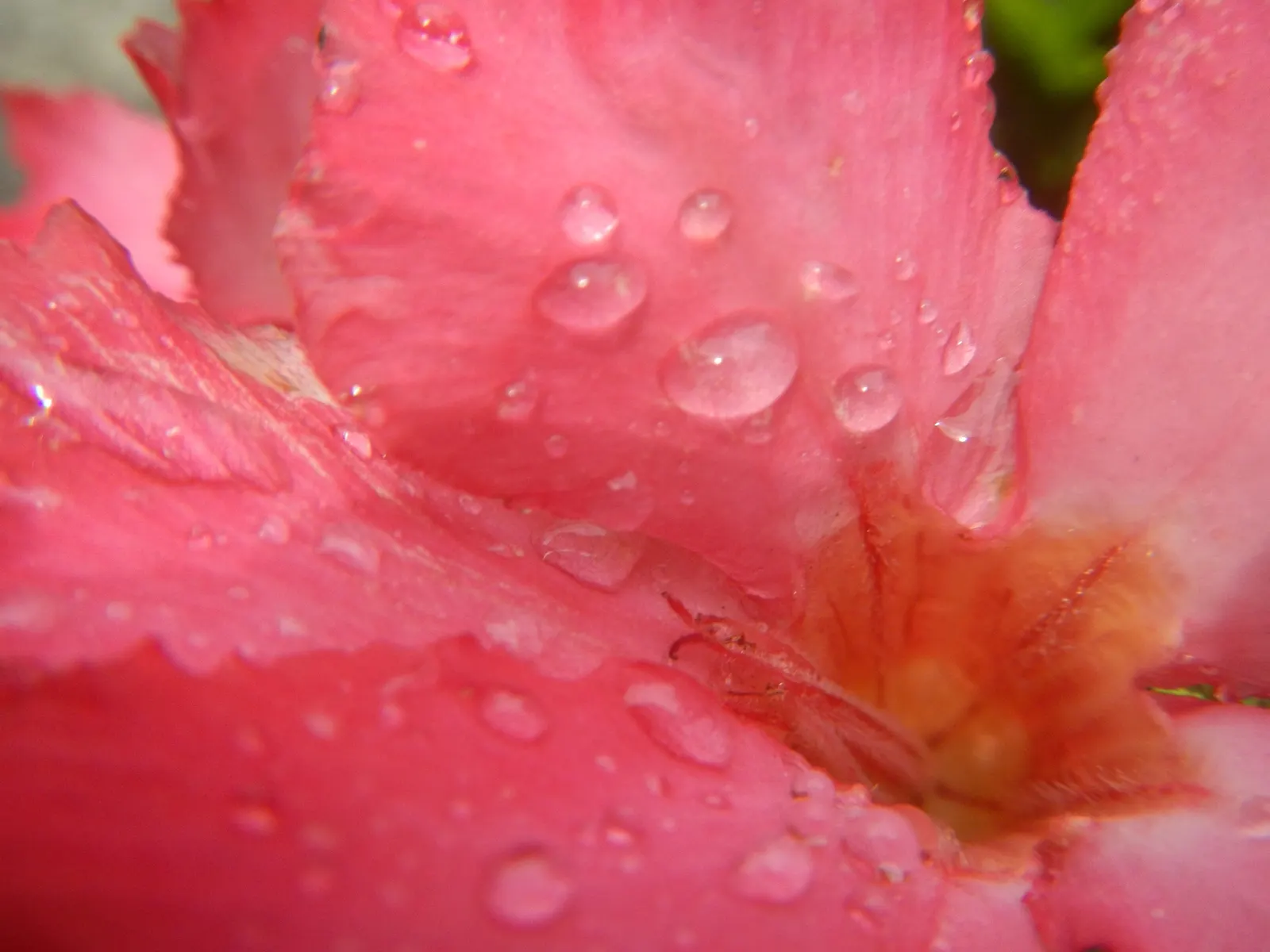 Desert Rose Or Desert Azalea (Adenium Obesum 'Calypso') — This succulent stands up to 3 feet tall and bears vibrant pink to red trumpet-shaped, image 72
