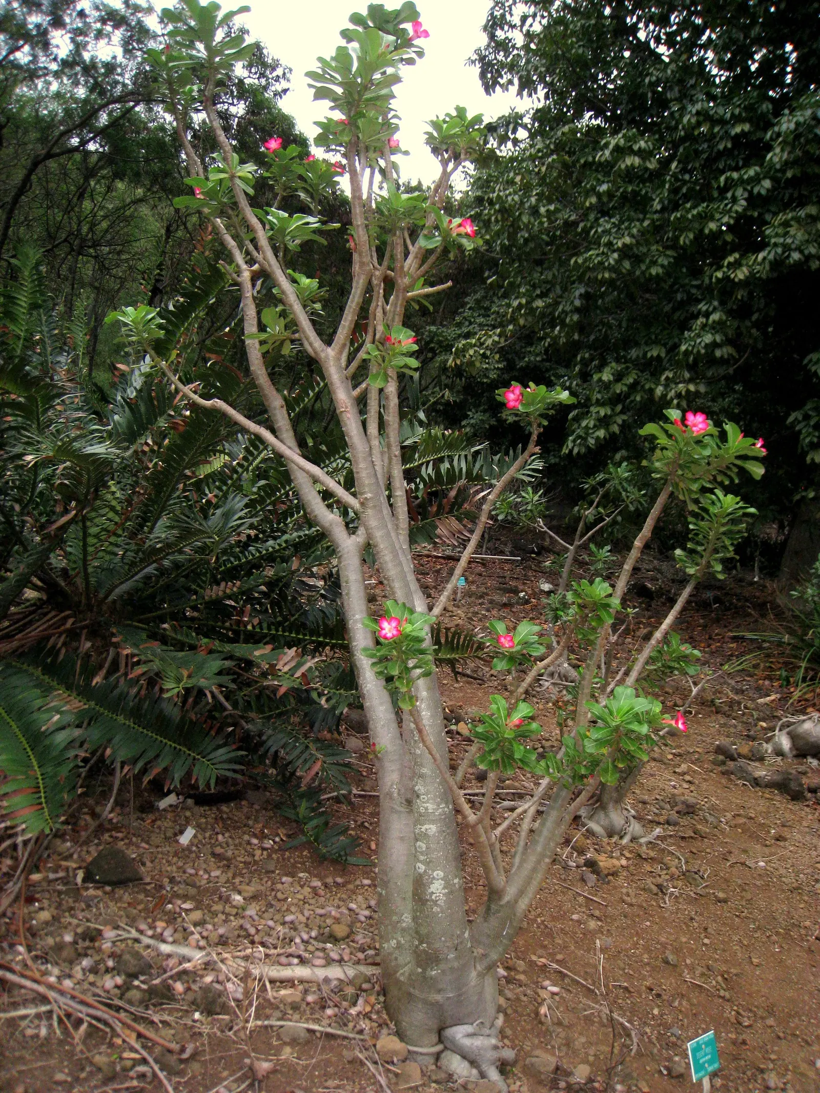 Desert Rose Or Desert Azalea (Adenium Obesum 'Calypso') — shrub / succulent with pink and red blooms