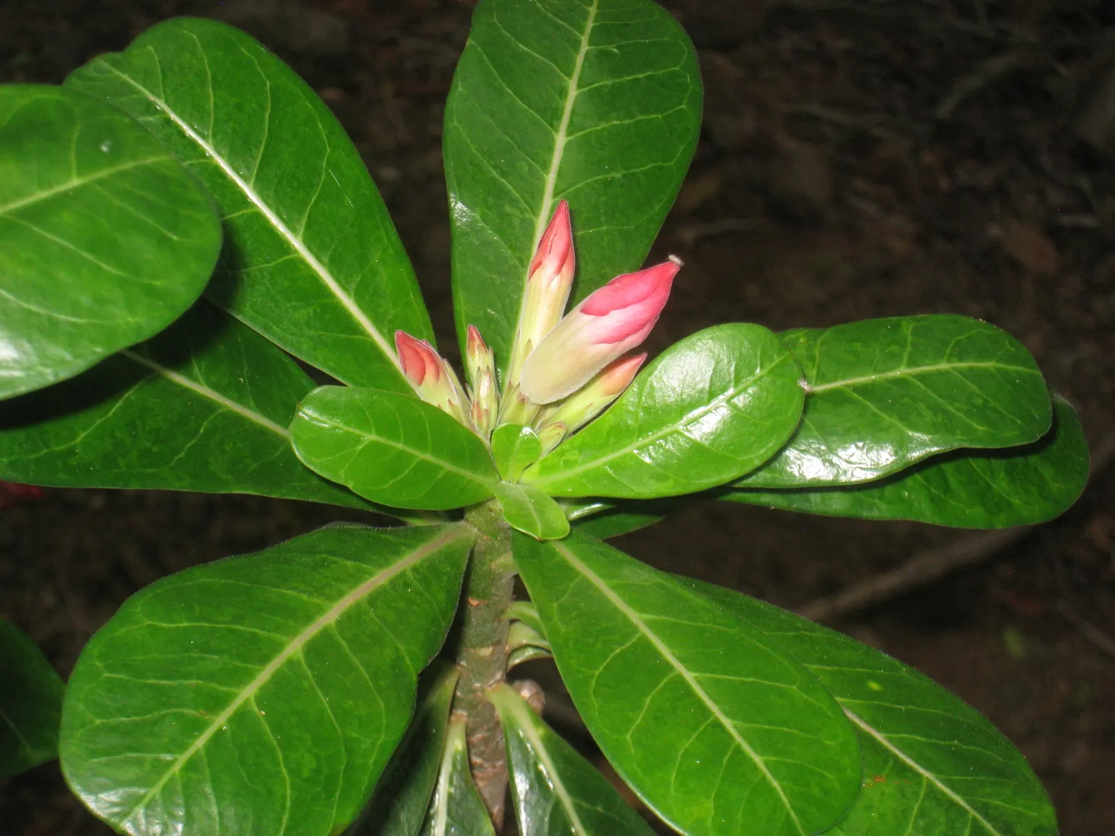 Desert Rose Or Desert Azalea (Adenium Obesum 'Calypso') — commonly known as Desert Rose; each spanning up to 2 inches