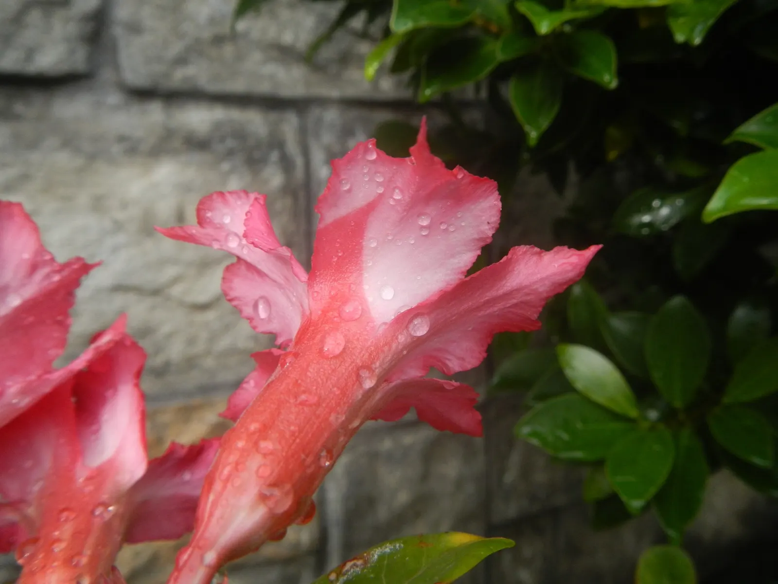 Desert Rose Or Desert Azalea (Adenium Obesum 'Calypso') — This succulent stands up to 3 feet tall and bears vibrant pink to red trumpet-shaped flowers