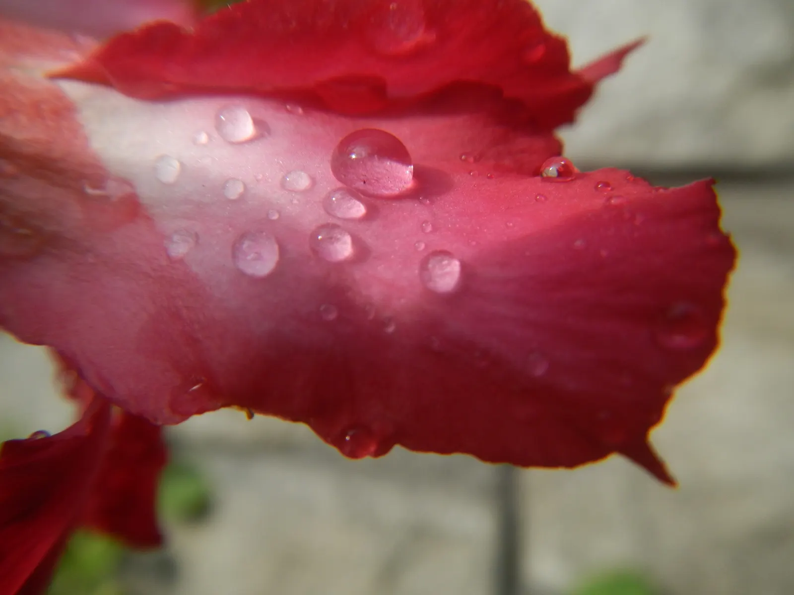 Desert Rose Or Desert Azalea (Adenium Obesum 'Calypso') — each spanning up to 2 inches; features a unique swollen base (caudex) that can reach over, image 96