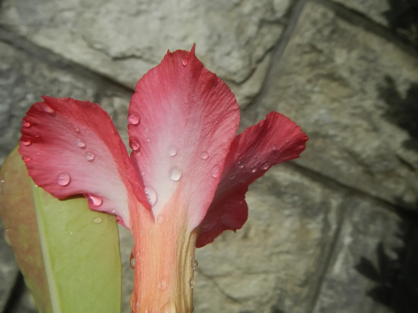 Desert Rose Or Desert Azalea (Adenium Obesum 'Calypso') — features a unique swollen base (caudex) that can reach over 10 inches in diameter; these, image 48