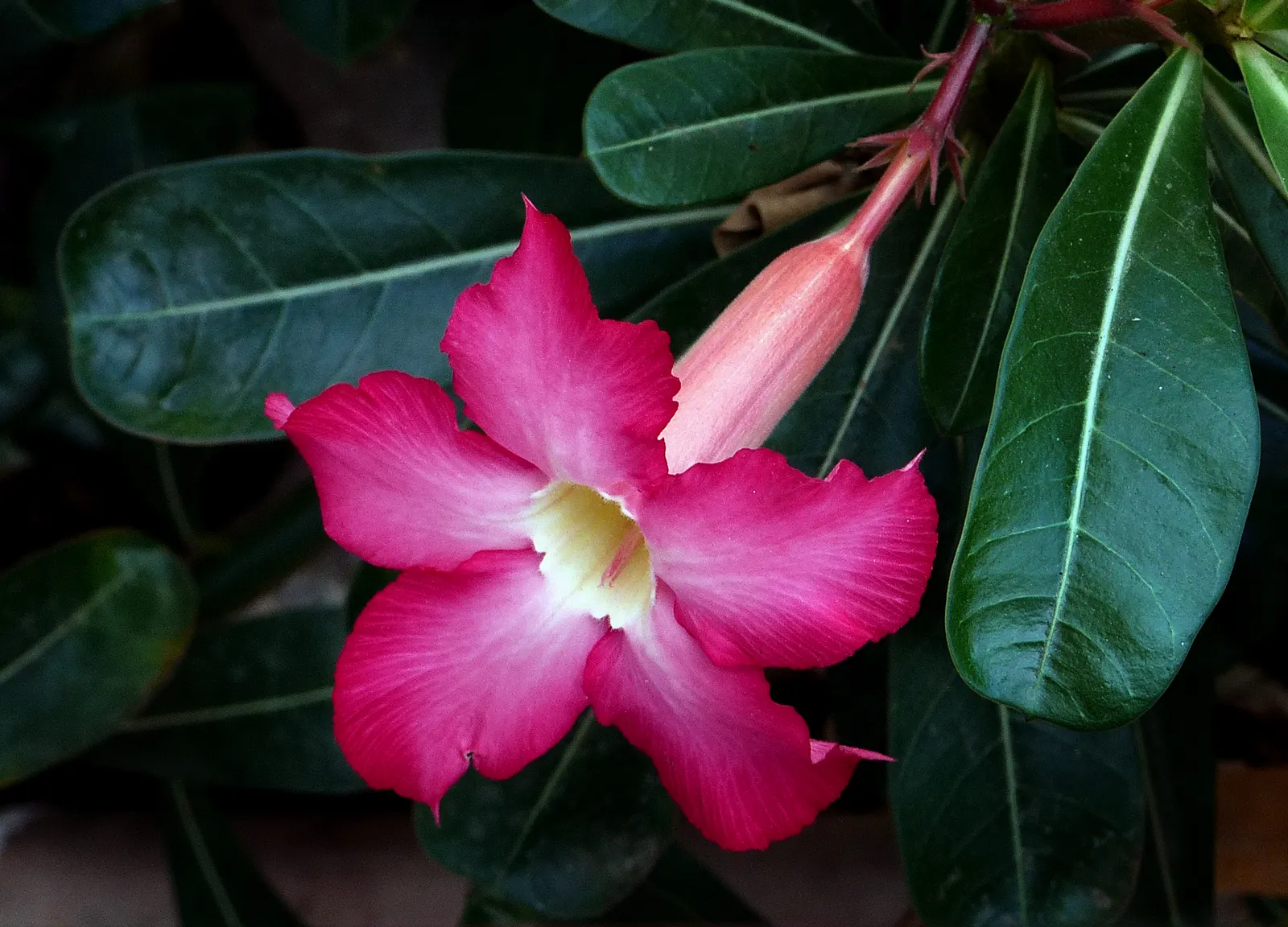 Desert Rose Or Desert Azalea (Adenium Obesum 'Calypso') — is a striking succulent shrub renowned for its sculptural form and vibrant flowers, image 54