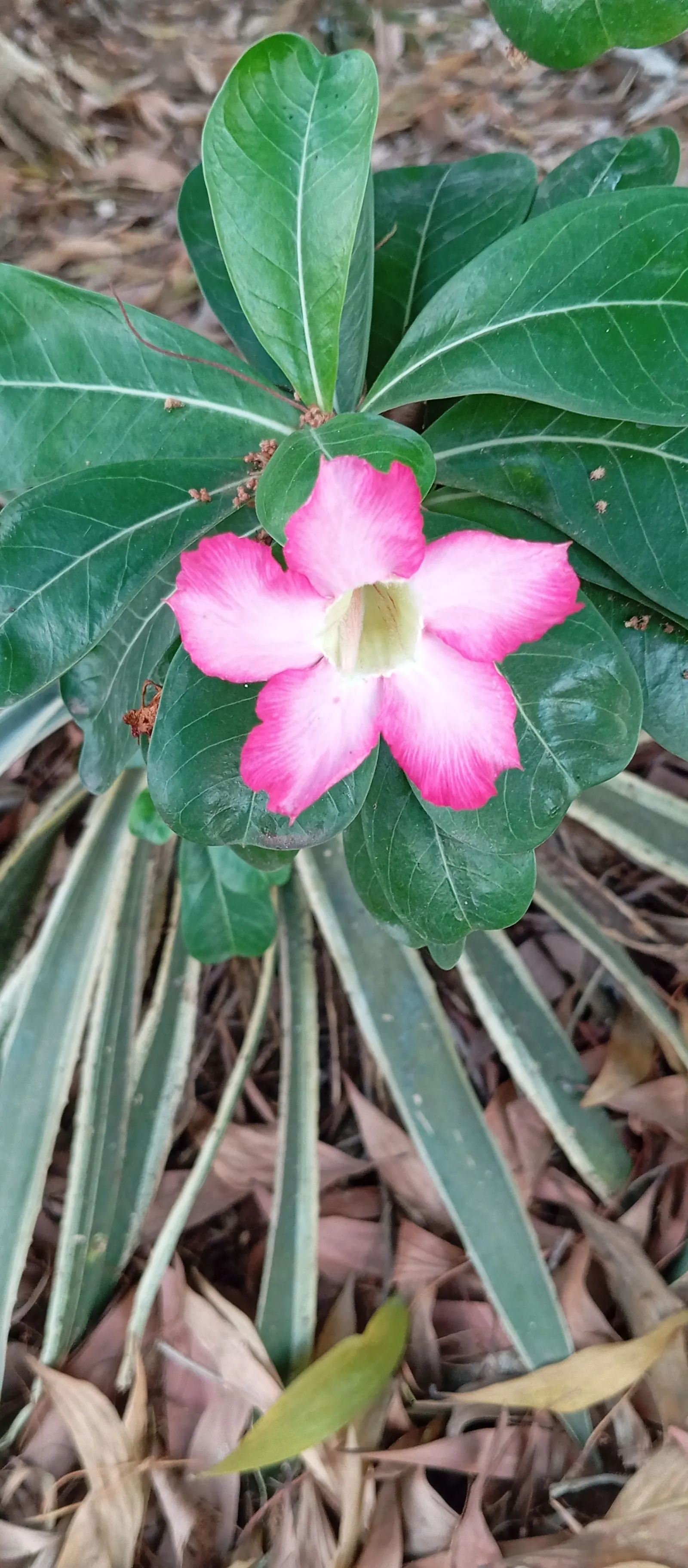 Desert Rose Or Desert Azalea (Adenium Obesum 'Calypso') — allows the plant to thrive in arid conditions