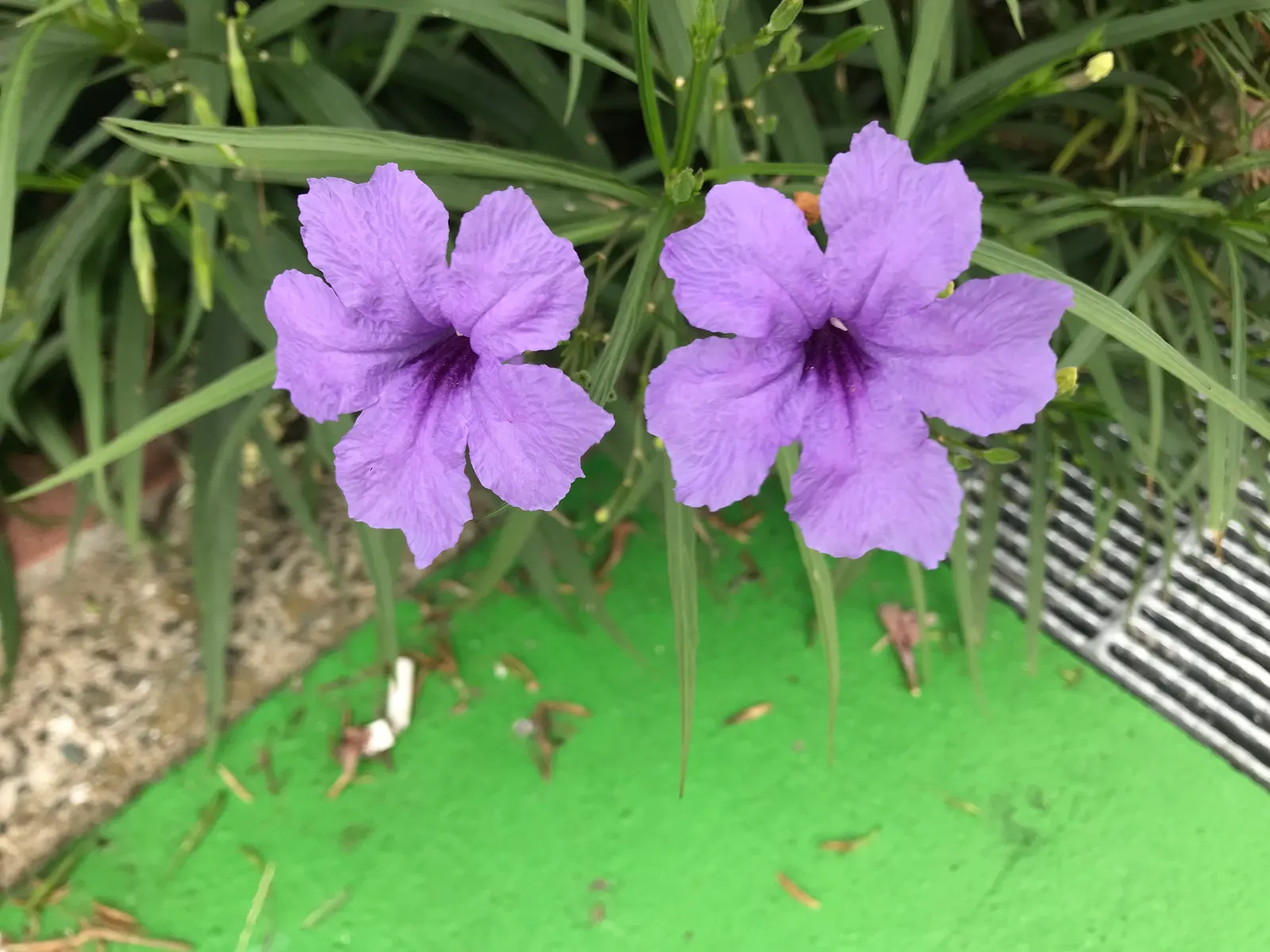 Mexican Bluebell (Ruellia Simplex) — providing both aesthetic and ecological value