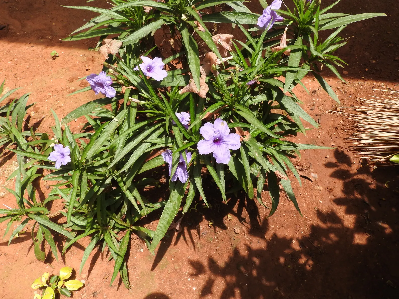 Mexican Bluebell (Ruellia Simplex) — Ideal for USDA zones 8-11; perennial for full or half or shade