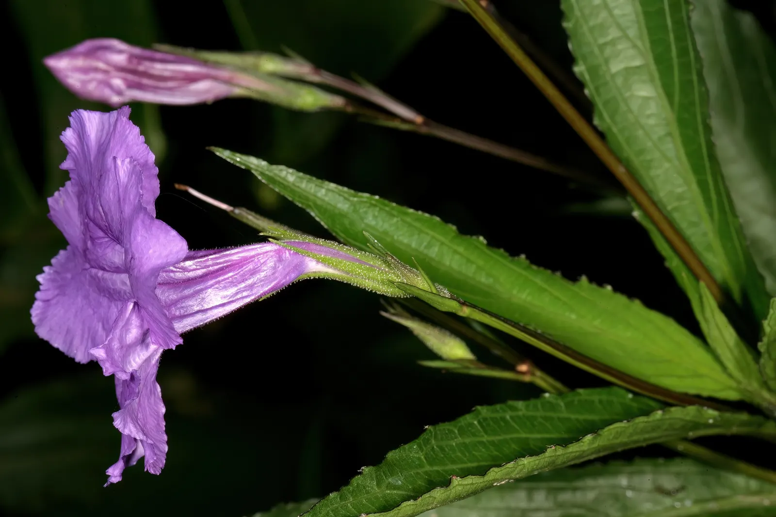 Mexican Bluebell (Ruellia Simplex) — The flowers can range in hue from deep blue to purples and even to white
