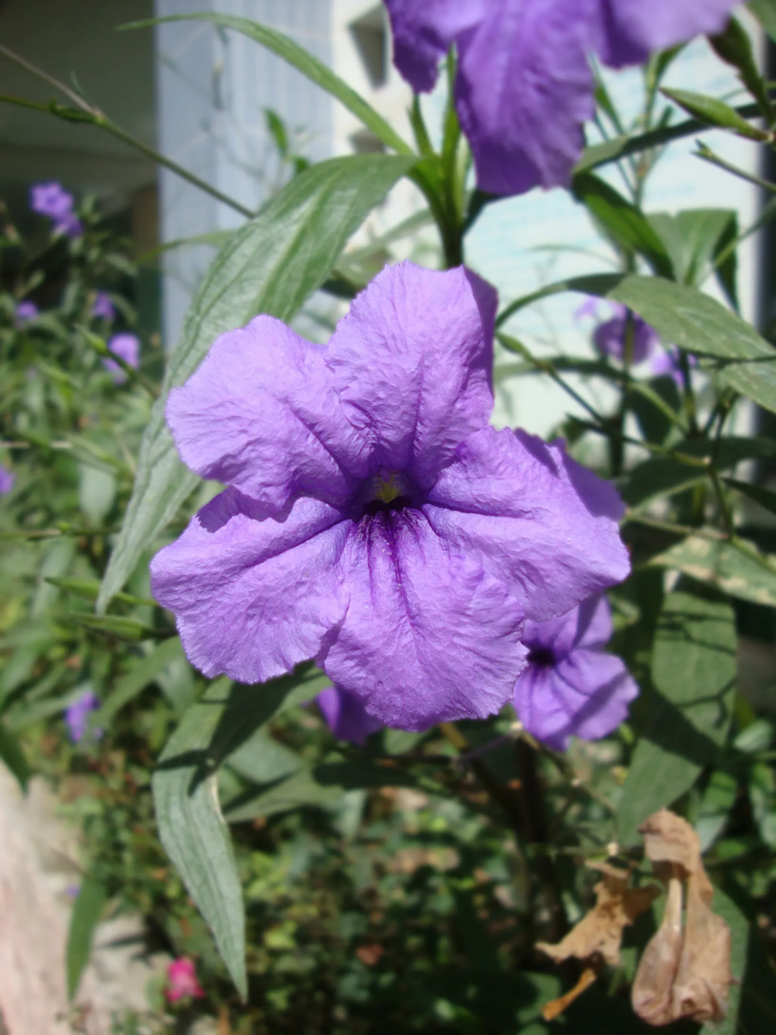 Mexican Bluebell (Ruellia Simplex) — Growing up to 2 to 3 feet in height and spreading approximately 1 to 2 feet wide
