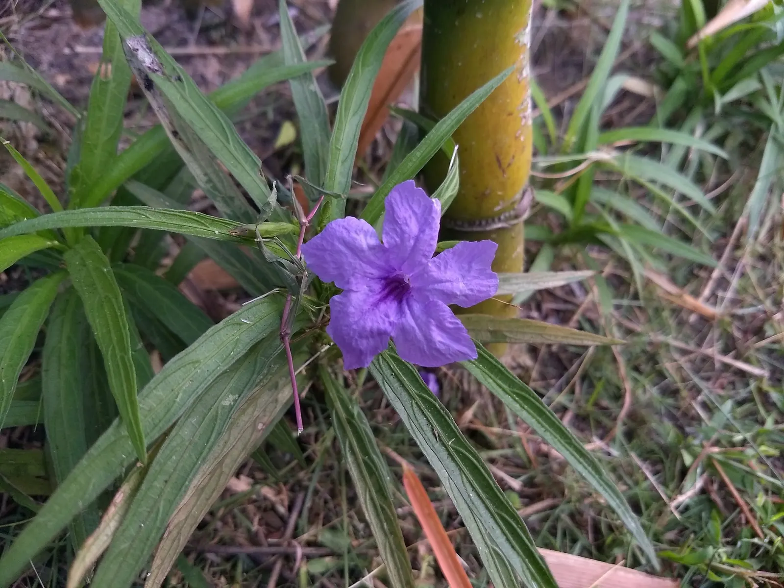 Mexican Bluebell (Ruellia Simplex) — enhancing the ecological value of your garden; making it relatively low-maintenance.<br><br>Furthermore, image 71