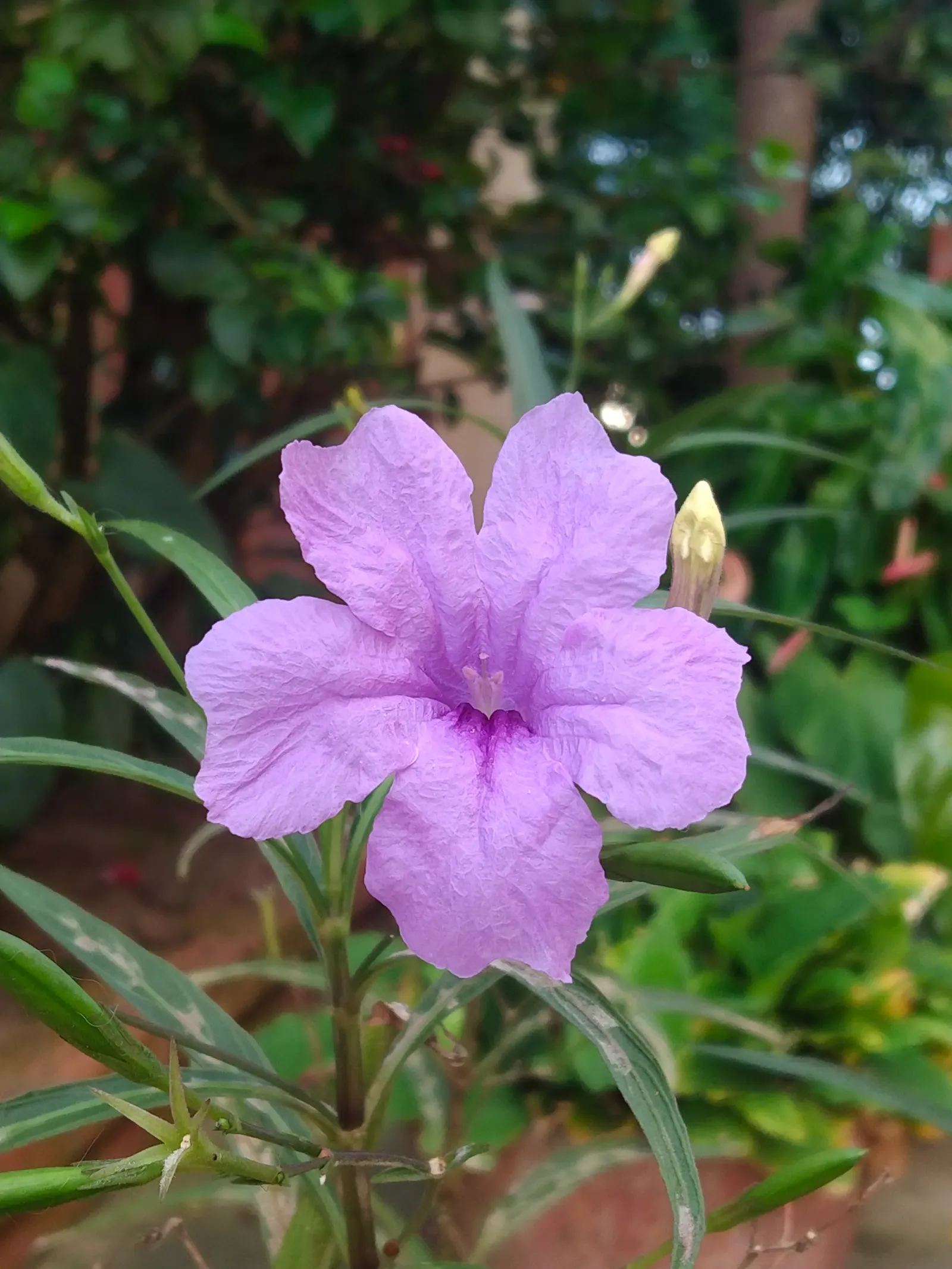 Mexican Bluebell (Ruellia Simplex) — perennial with blue and lavender and violet blooms