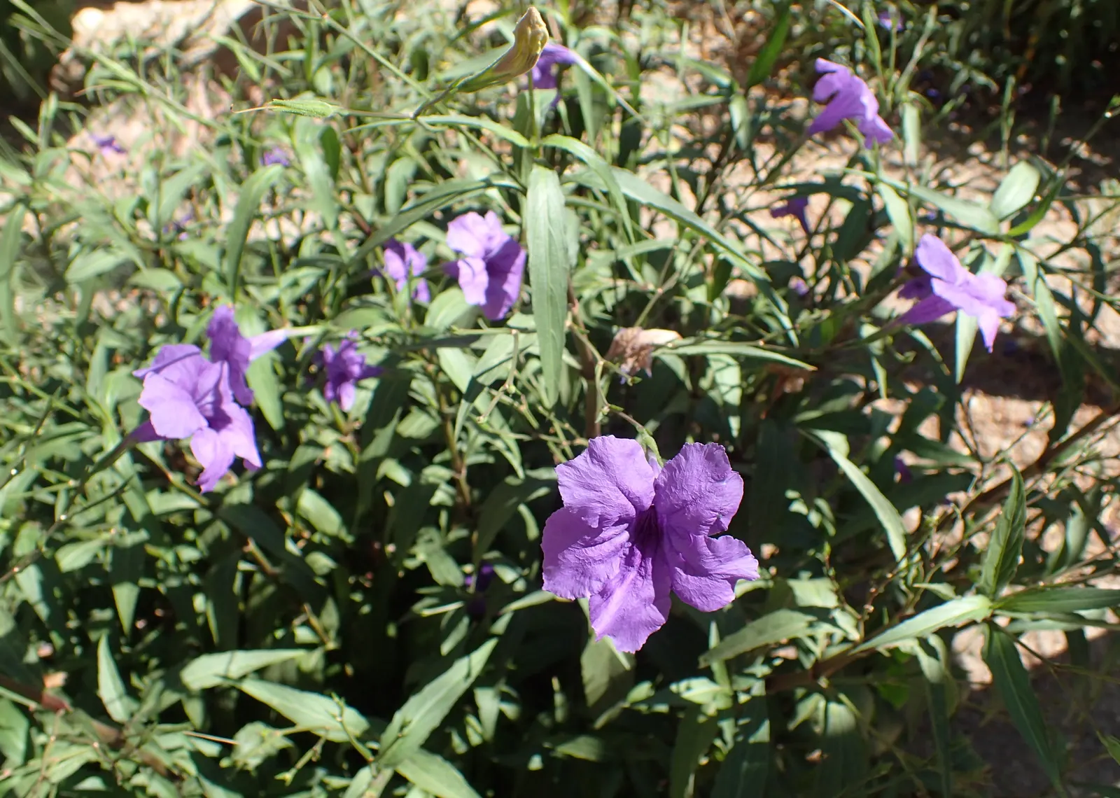 Mexican Bluebell (Ruellia Simplex) — though they flourish in well-drained loamy or sandy substrates