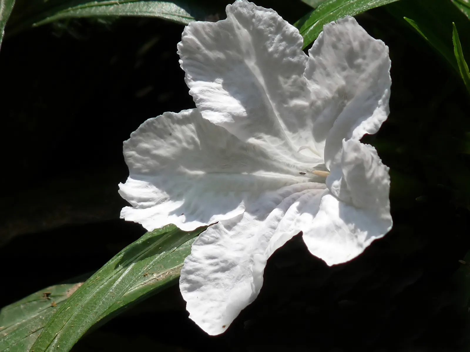 Mexican Bluebell (Ruellia Simplex) — It thrives in full sun to partial shade, reaching heights and spreads of 2-3 feet; ideal for USDA zones 8-11, image 76