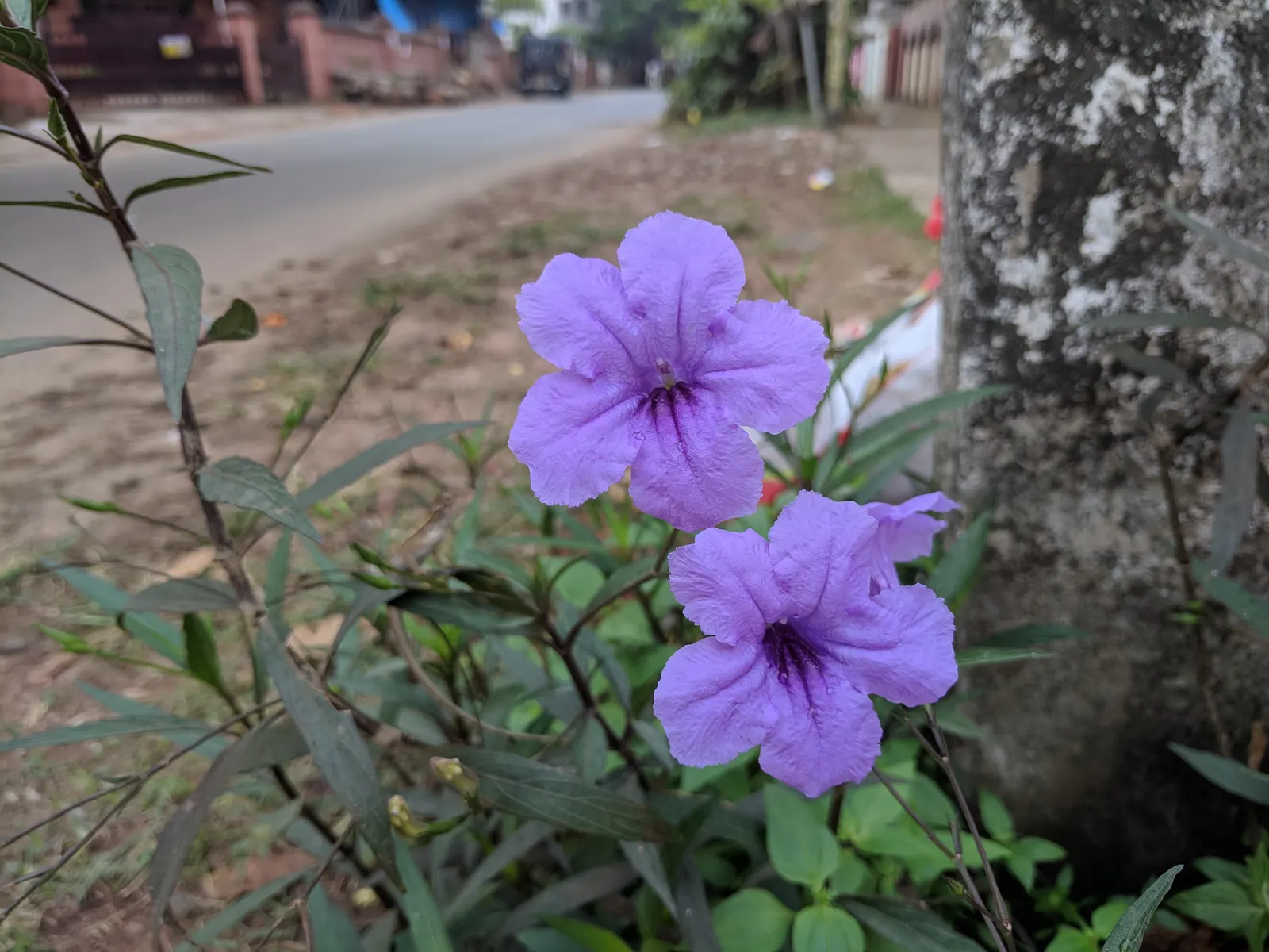 Mexican Bluebell (Ruellia Simplex) — it requires well-draining soil and benefits from occasional pruning to maintain its bushy appearance; growing, image 80