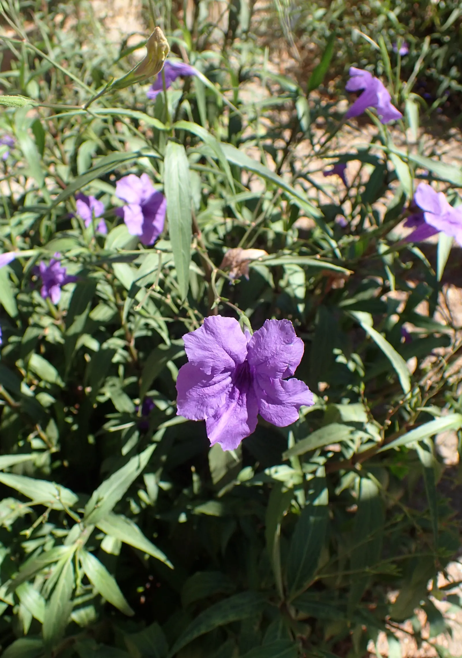 Mexican Bluebell (Ruellia Simplex) — The flowers can range in hue from deep blue to purples and even to white; is a vibrant and versatile perennial that will