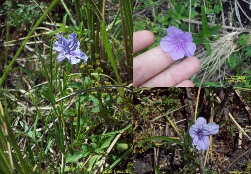 Mexican Bluebell (Ruellia Simplex) — and typically bloom from early summer until the first frost, image 63