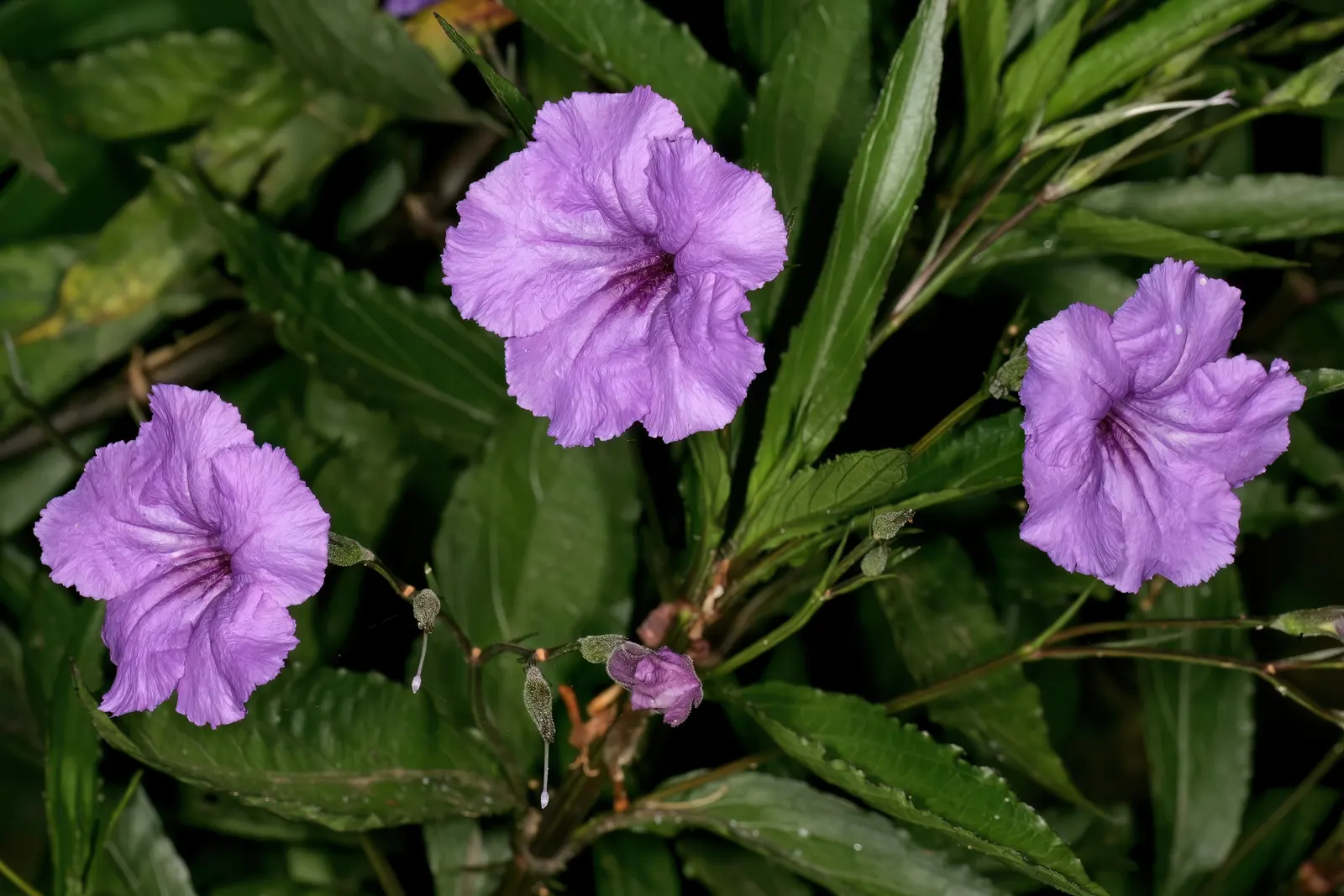 Mexican Bluebell (Ruellia Simplex) — though they flourish in well-drained loamy or sandy substrates; tropical feel in a garden.<br><br>With its, image 91