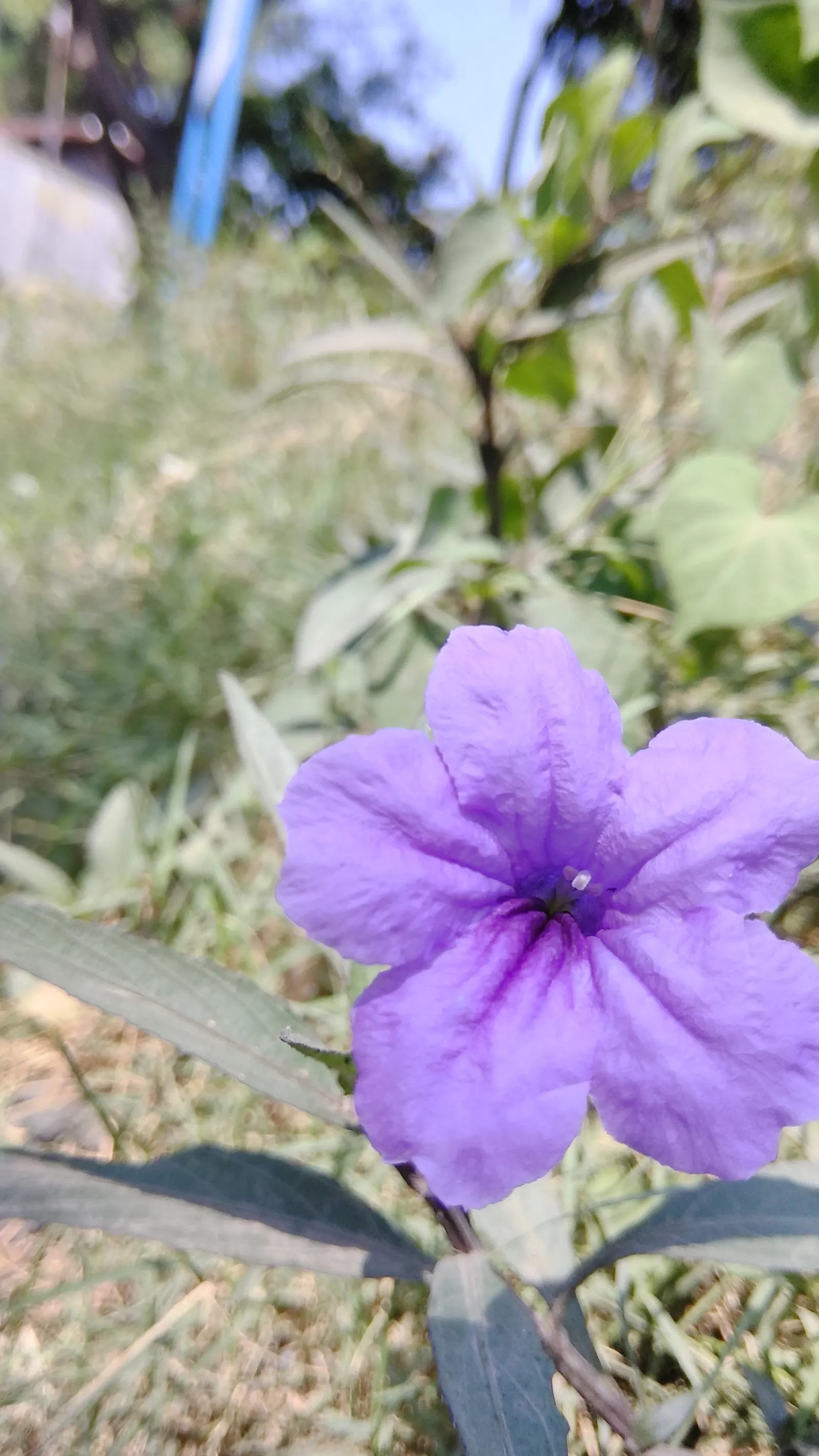 Mexican Bluebell (Ruellia Simplex) — perennial for full or half or shade; yet striking ornamental that provides lasting beauty and pollinator, image 75