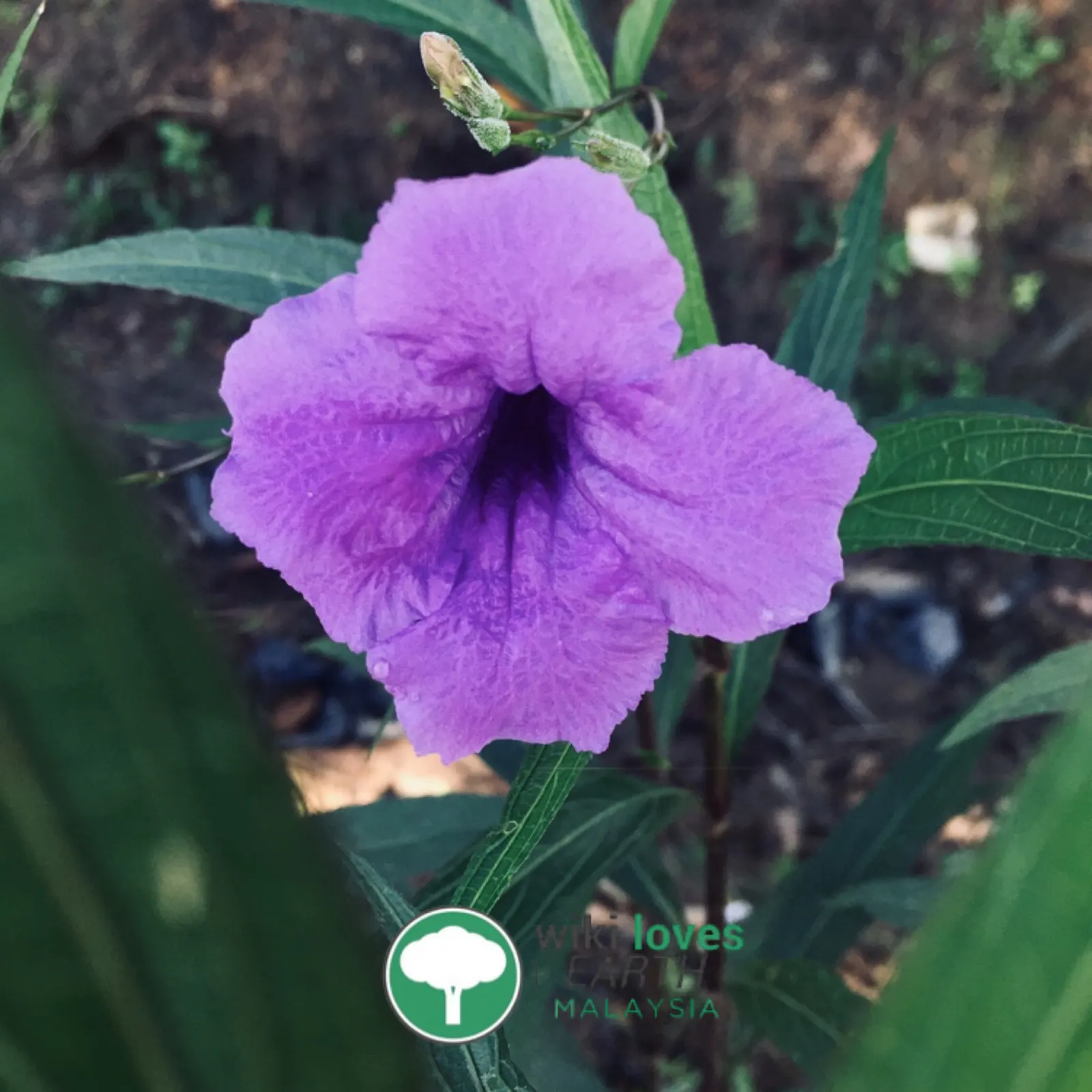 Mexican Bluebell (Ruellia Simplex) — perennial with blue and lavender and violet blooms; hardiness zones for this plant are 8 to 11, image 74
