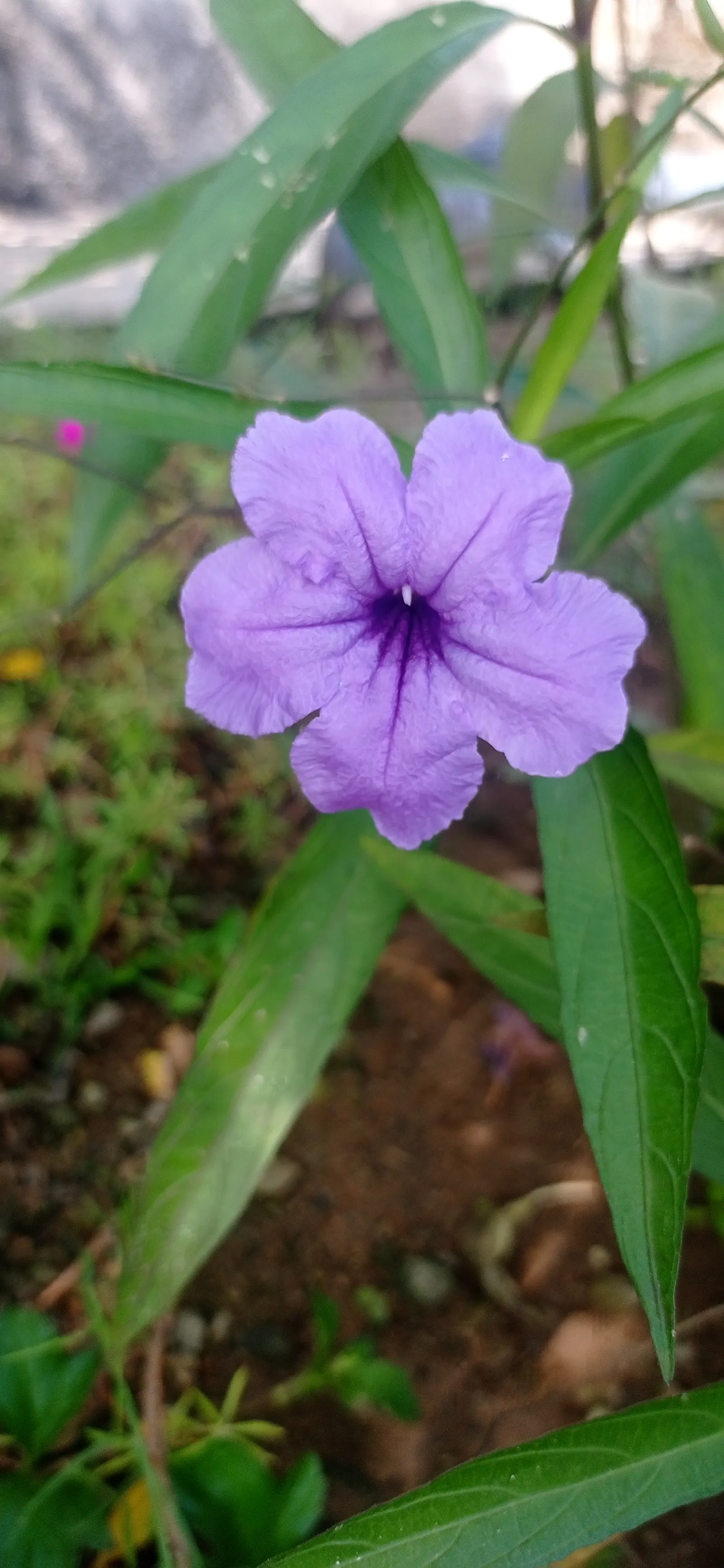 Mexican Bluebell (Ruellia Simplex) — this lush plant is perfect for creating a lush; providing both aesthetic and ecological value