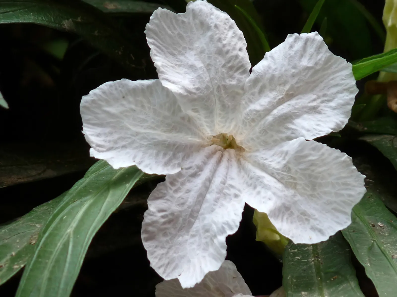 Mexican Bluebell (Ruellia Simplex) — the Mexican Bluebell is known to attract butterflies and hummingbirds