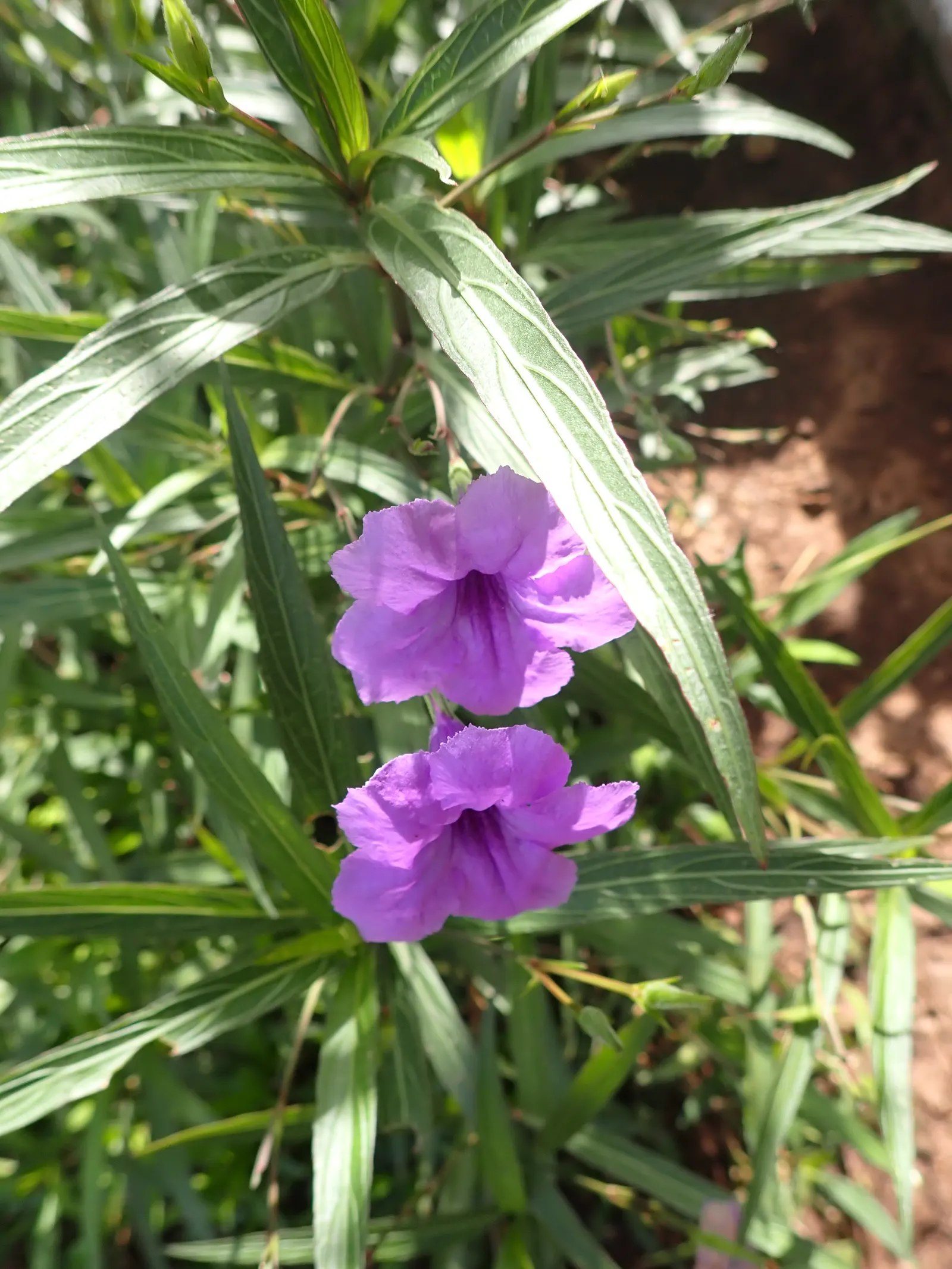 Mexican Bluebell (Ruellia Simplex) — This drought-tolerant species also attracts hummingbirds and butterflies