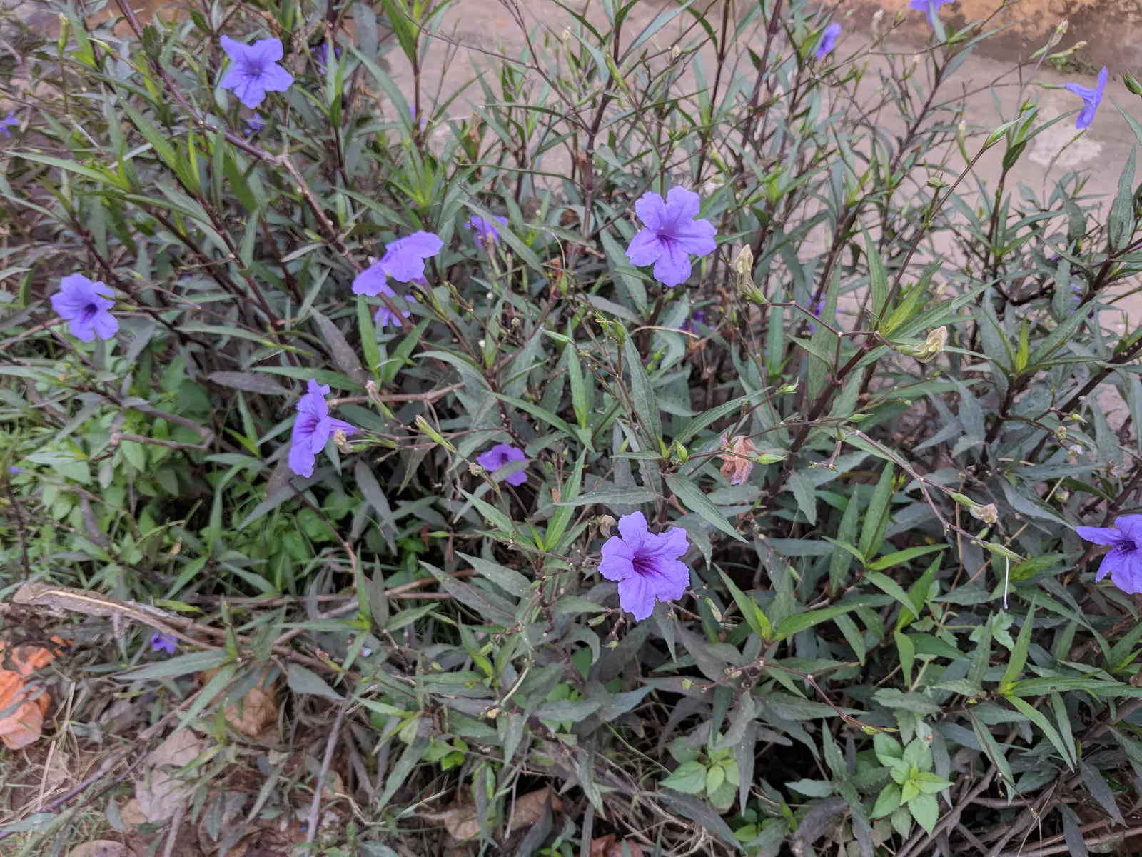 Mexican Bluebell (Ruellia Simplex) — It thrives in full sun to partial shade, reaching heights and spreads of 2-3 feet; ideal for USDA zones 8-11, image 51
