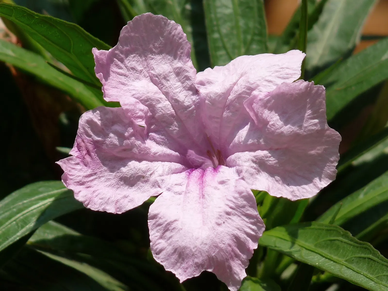 Mexican Bluebell (Ruellia Simplex) — It thrives in full sun to partial shade, reaching heights and spreads of 2-3 feet; ideal for USDA zones 8-11