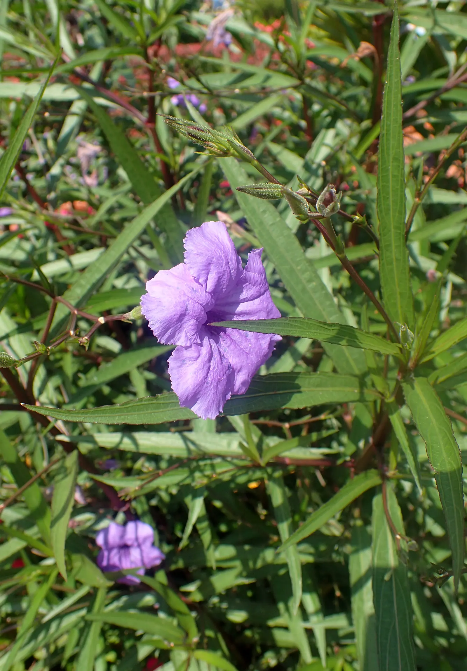 Mexican Bluebell (Ruellia Simplex) — offering a lengthy display of color; the Mexican Bluebell is known to attract butterflies and hummingbirds, image 64