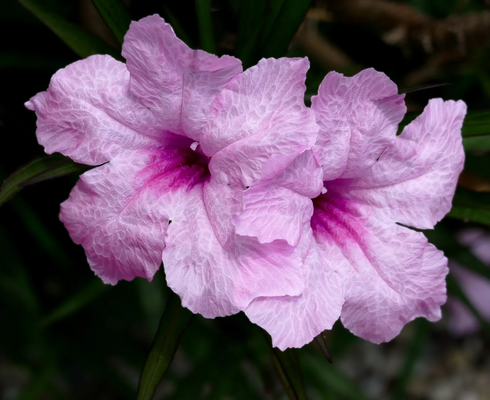 Mexican Bluebell (Ruellia Simplex) — but it is also drought-tolerant once established; blue and lavender and violet flowers in the garden, image 68