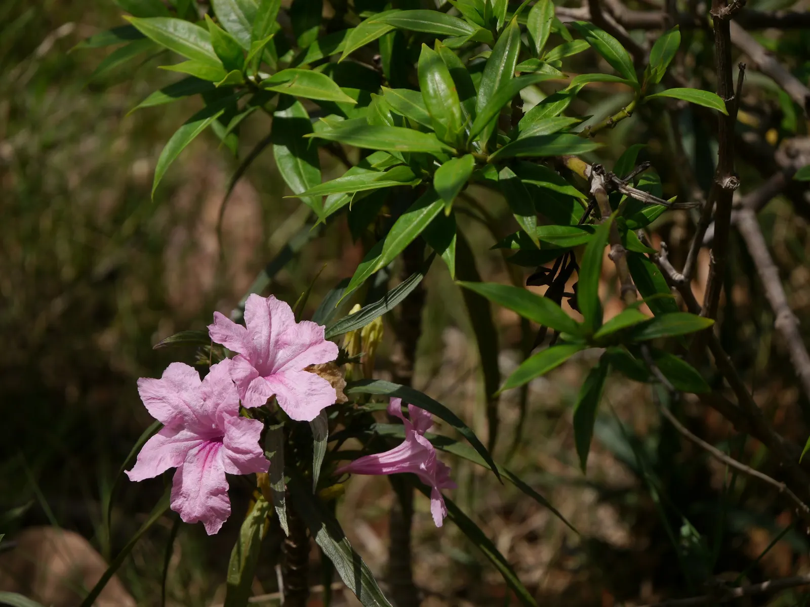 Mexican Bluebell (Ruellia Simplex) — Hardiness zones for this plant are 8 to 11