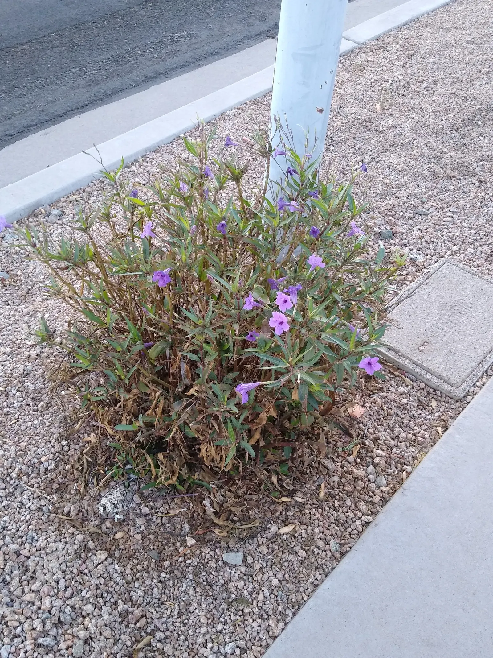 Mexican Bluebell (Ruellia Simplex) — tropical feel in a garden.<br><br>With its lance-shaped; dark green leaves and trumpet-like flowers, image 84